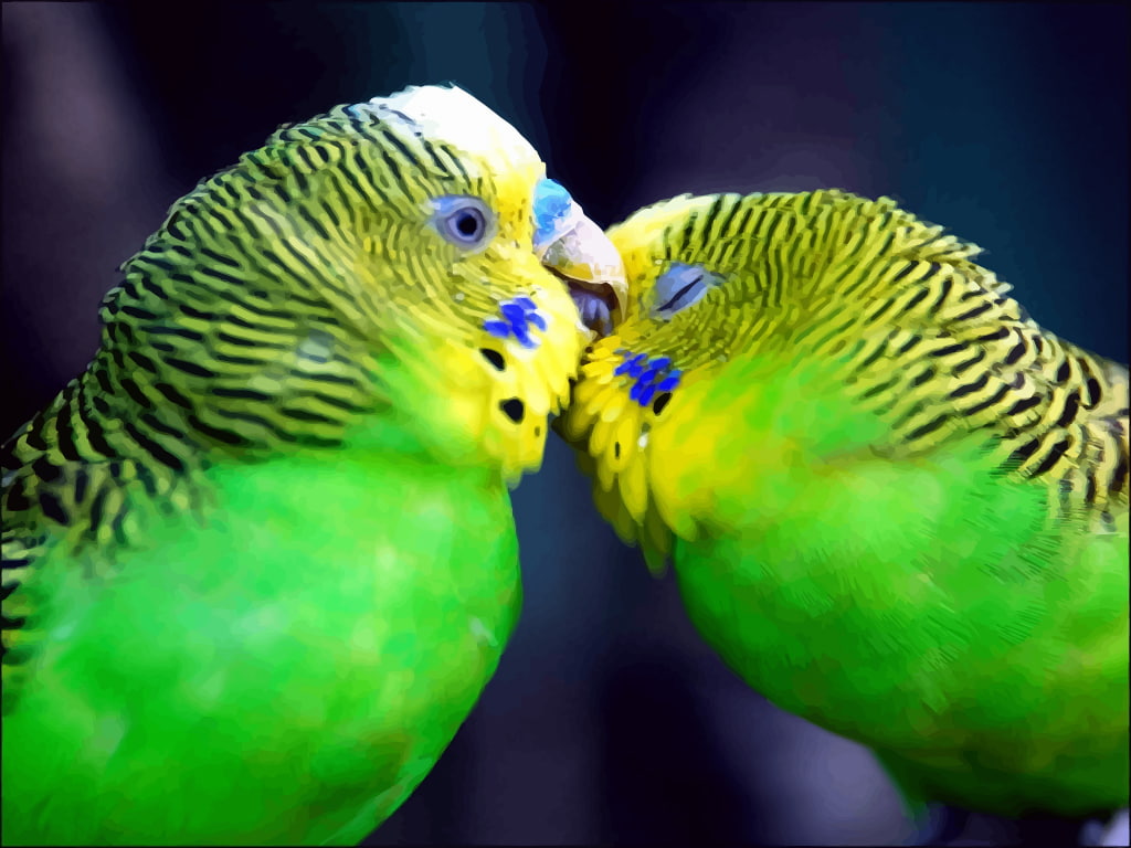love Bird, love Bird Images, 480P, animal, love Birds s, HD Wallpaper