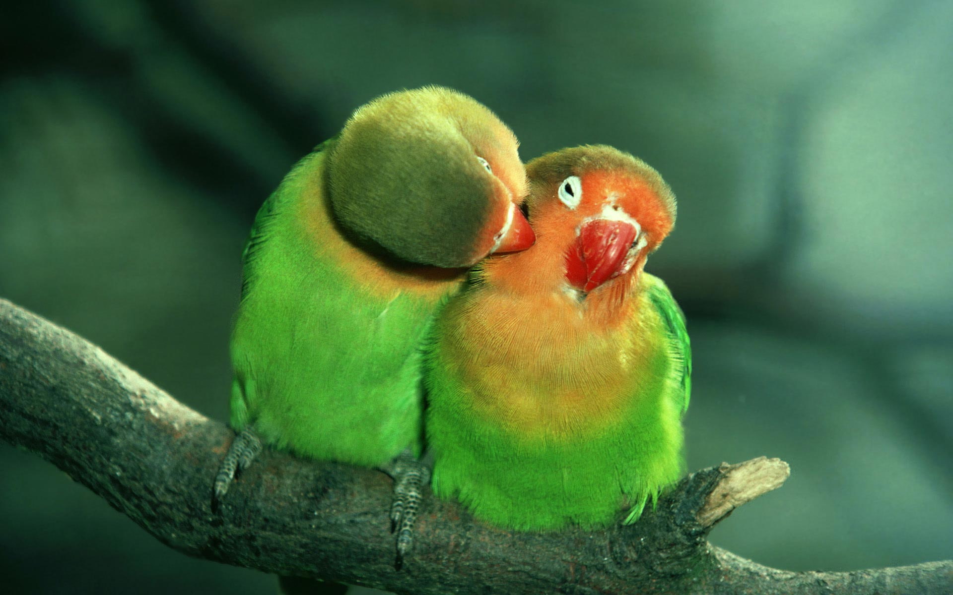 love Bird, 1080P, love Birds s, animal, love Bird Images, HD Wallpaper