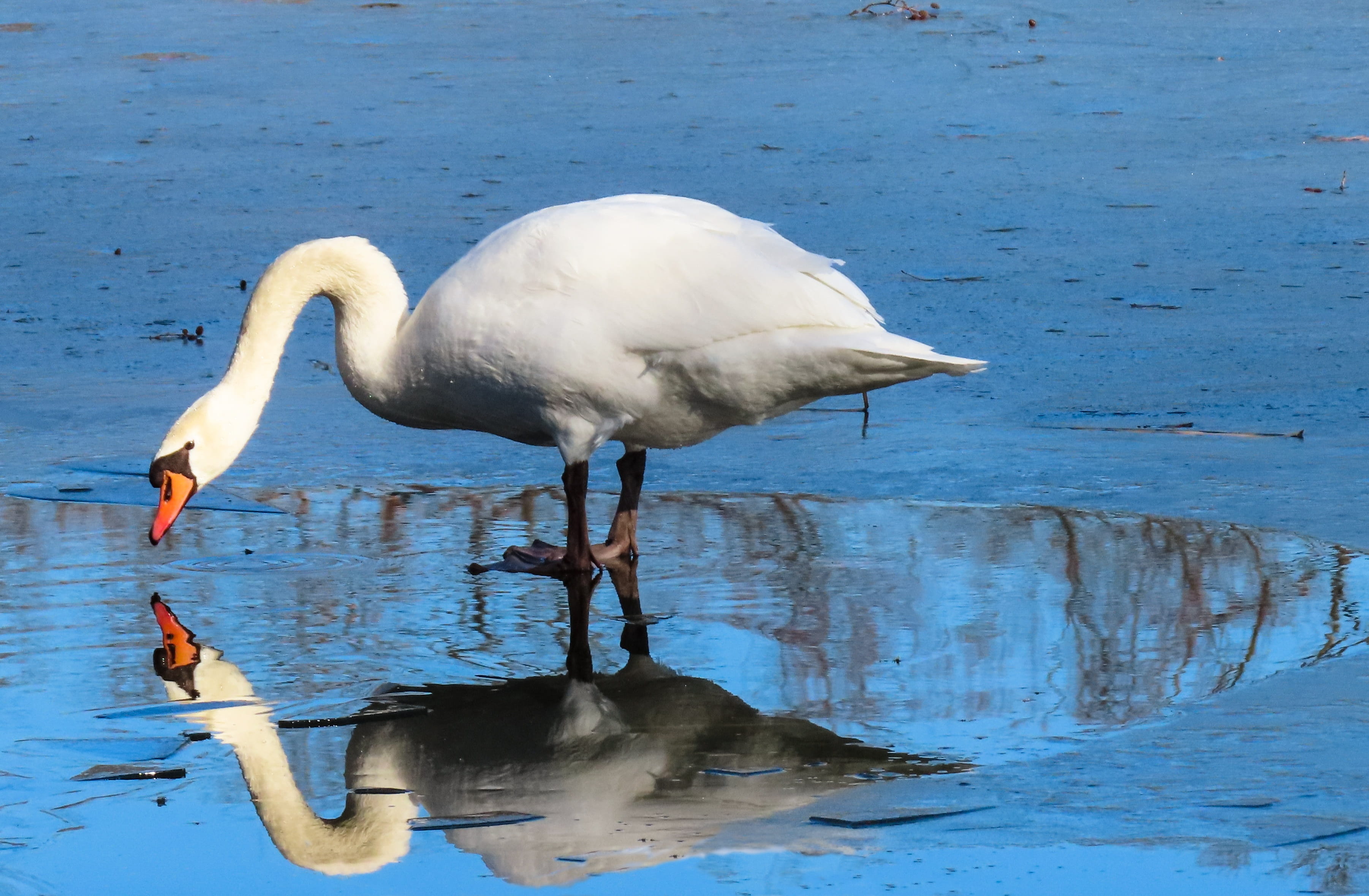 animal, water, egret, self love, frozen, reflection, lake, one animal, bill, outdoors, day, white color, bird, animal wildlife, drinking, waterfront, beauty in nature, HD Wallpaper