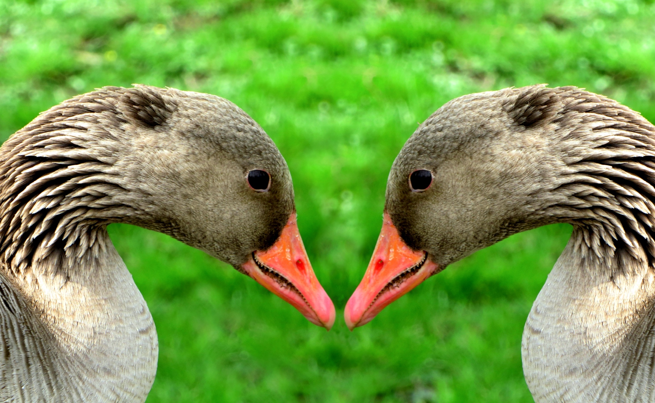head, animal, day, animal world, beak, mouth open, water bird, image overlay, love, plant, close-up, vertebrate, grass, animal head, greylag goose, close, HD Wallpaper