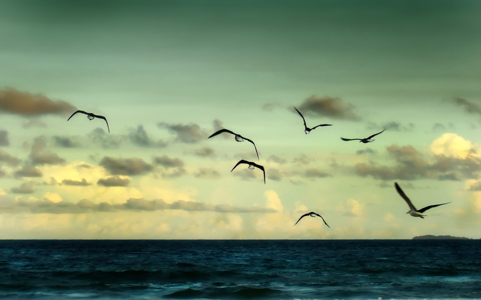 animal, flock of birds, 720P, group of animals, animal wildlife, animals in the wild, animal themes, happy, outdoors, scenics - nature, nature, sky, tranquil scene, HD Wallpaper