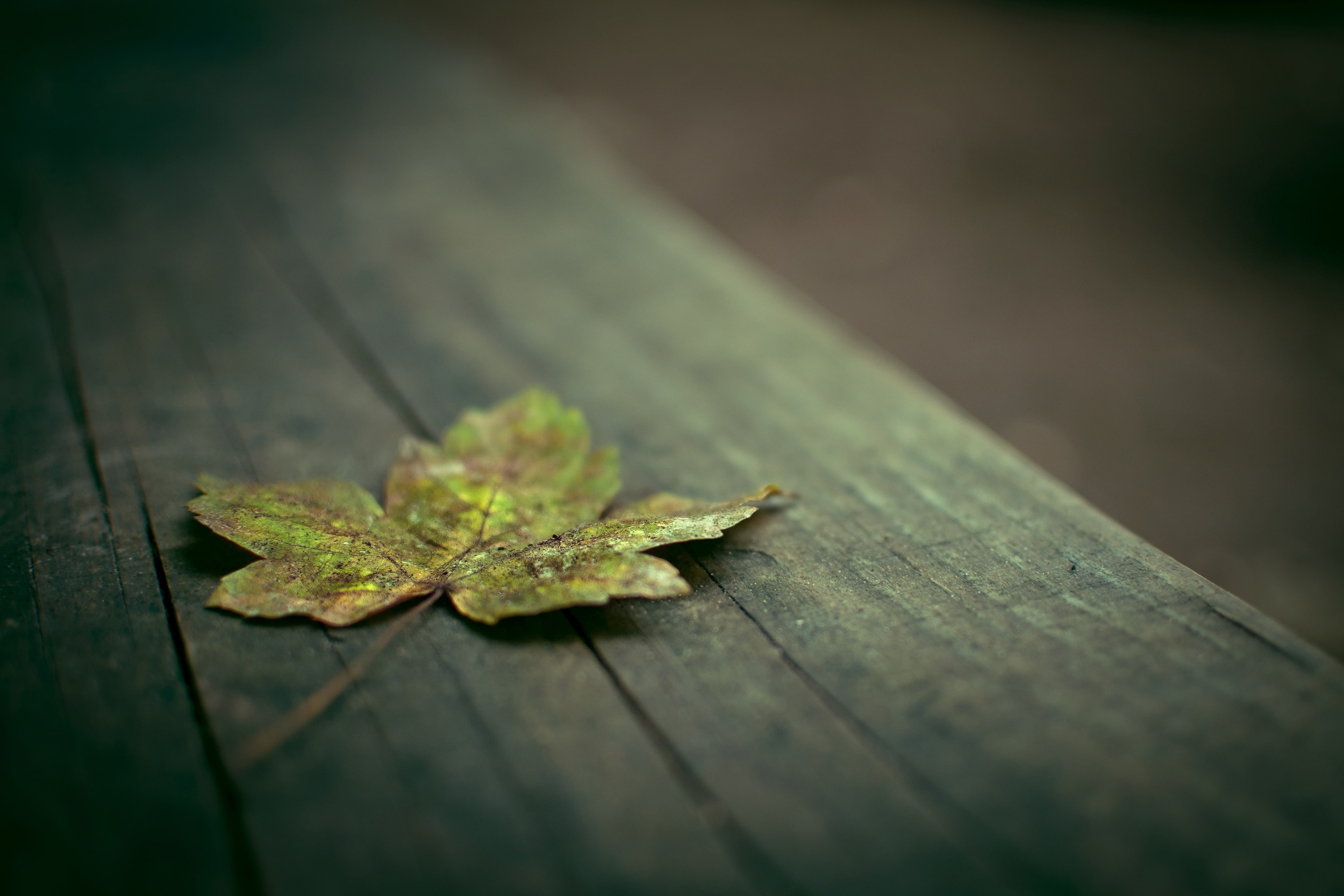 macro, form, 4K, leaves, full screen, leaf, widescreen, background, s, fullscreen, HD Wallpaper