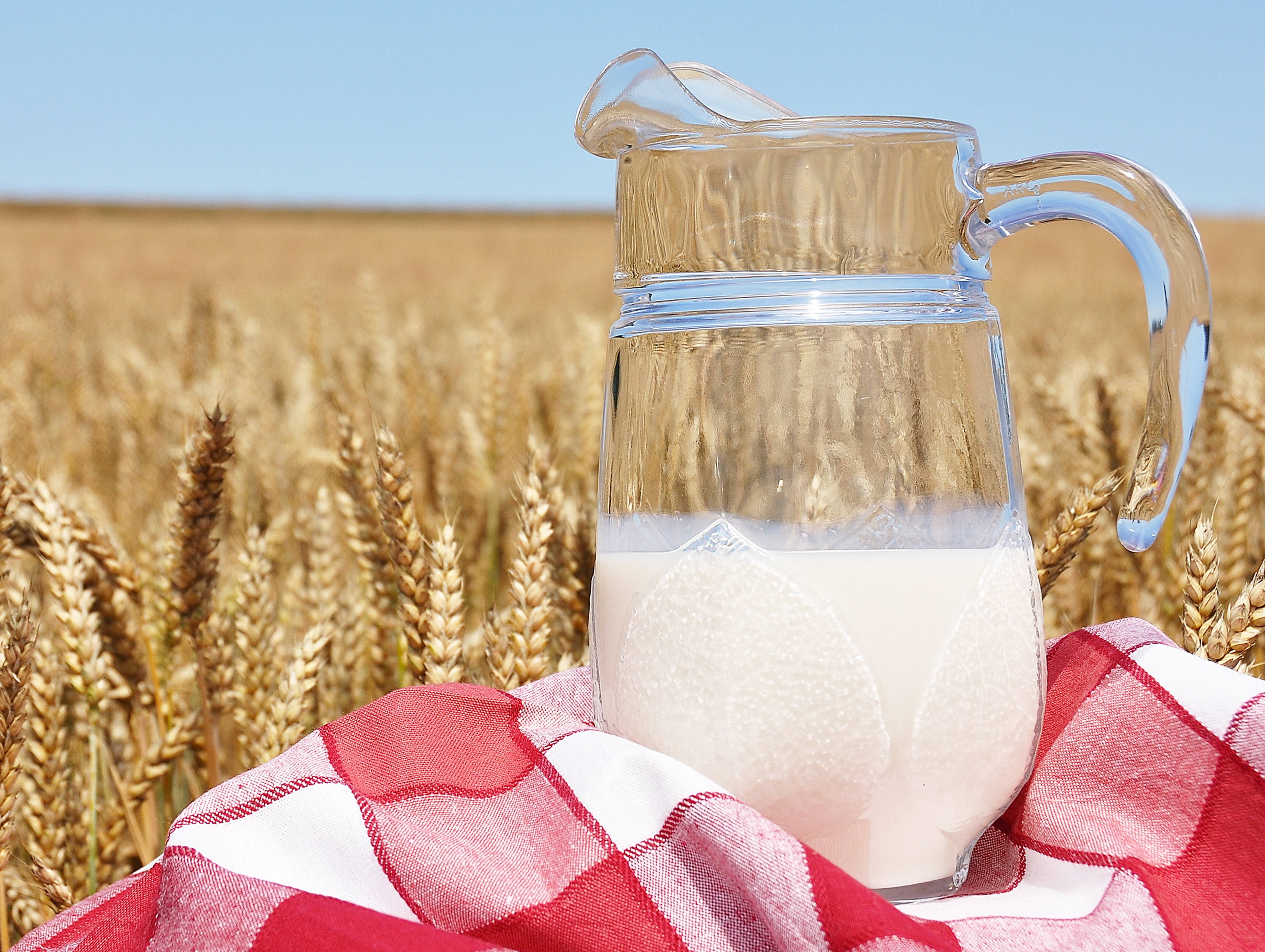 farm, rural Scene, milk, yellow, crop, tablecloth, nature, close-up, backgrounds, seed, focus on foreground, freshness, pitcher, straw, corn, food, plant, HD Wallpaper