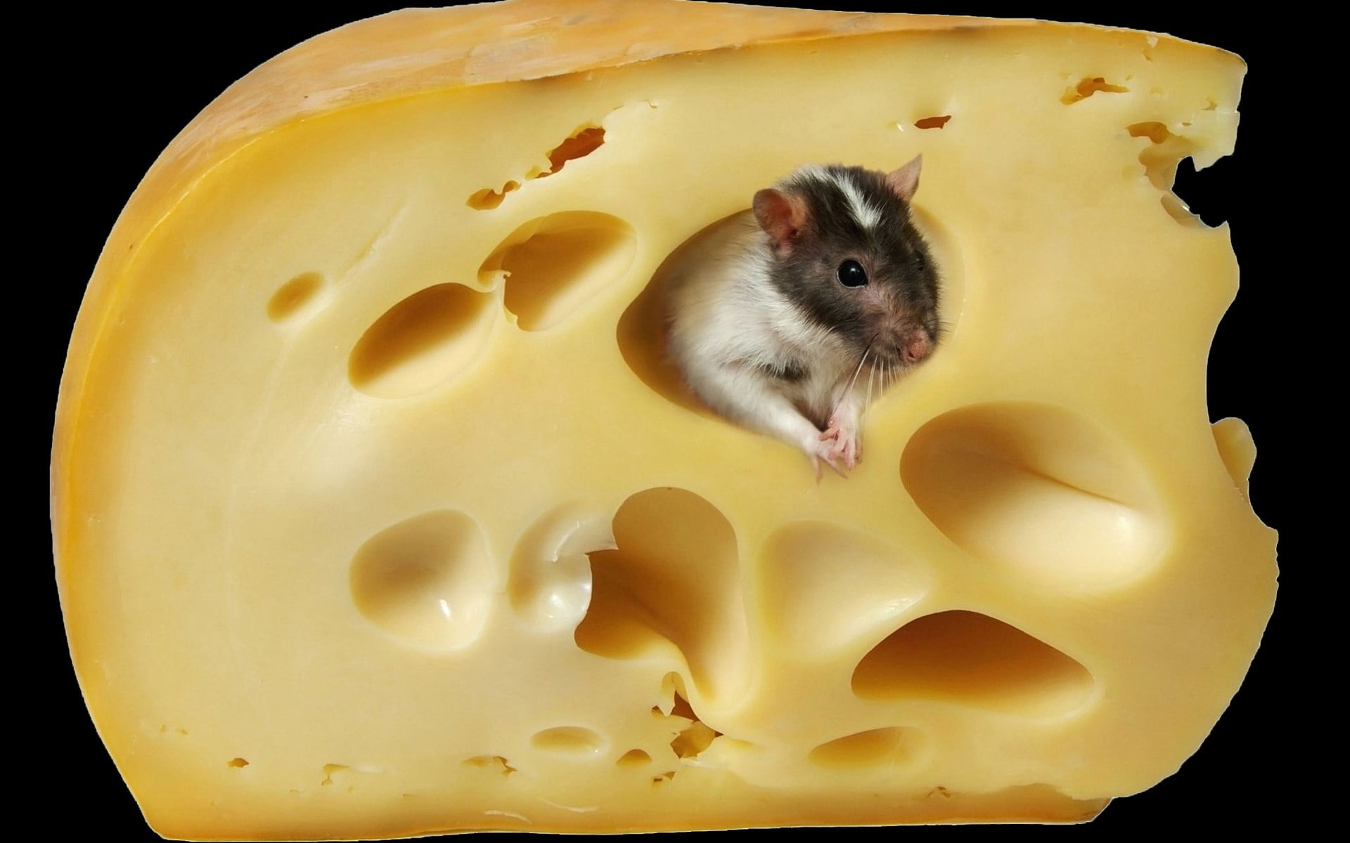 white, cheese, one animal, domestic animals, close-up, black background, mammal, animal, animal wildlife, indoors, food and drink, rodent, hamster, mice, HD Wallpaper