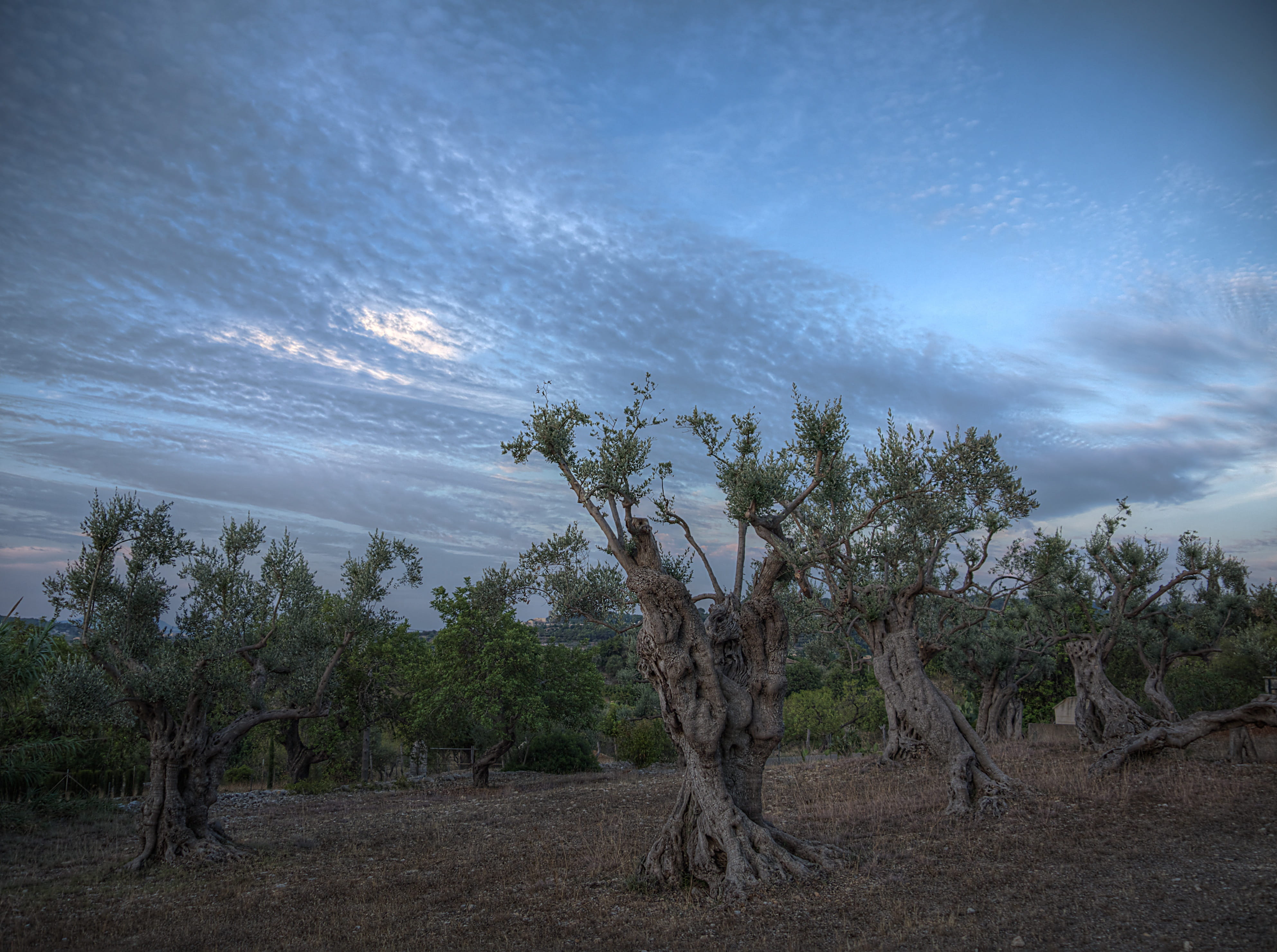 tree, mallorca, land, tranquility, mediterranean, plant, dramatic sky, tranquil scene, scenics - nature, spain, non-urban scene, Olive Trees, no people, HD Wallpaper