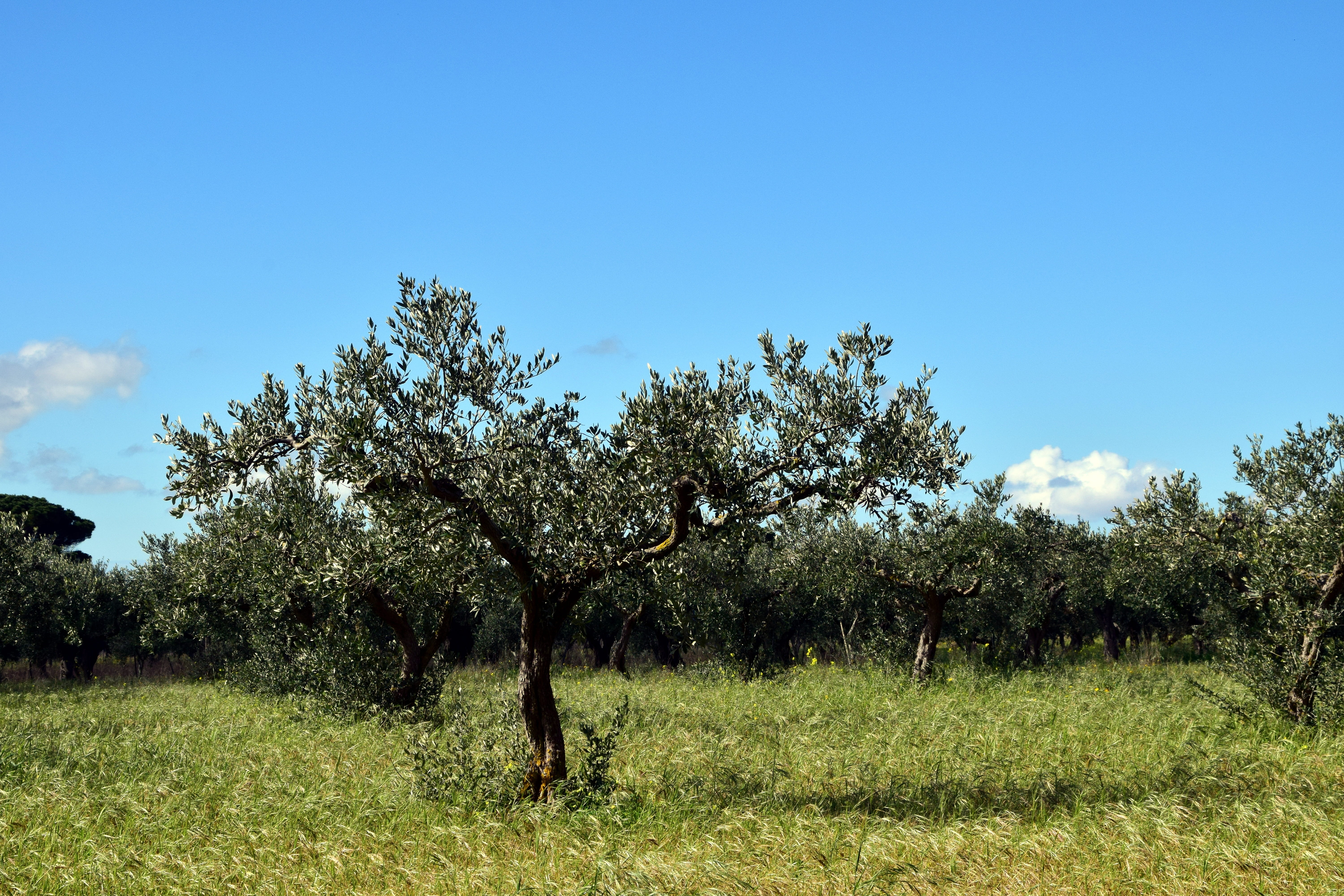 agriculture, tranquil scene, old tree, olive trees, non-urban scene, mediterranean, 5K, no people, tranquility, grass, nature, sky, landscape, olive grove, HD Wallpaper