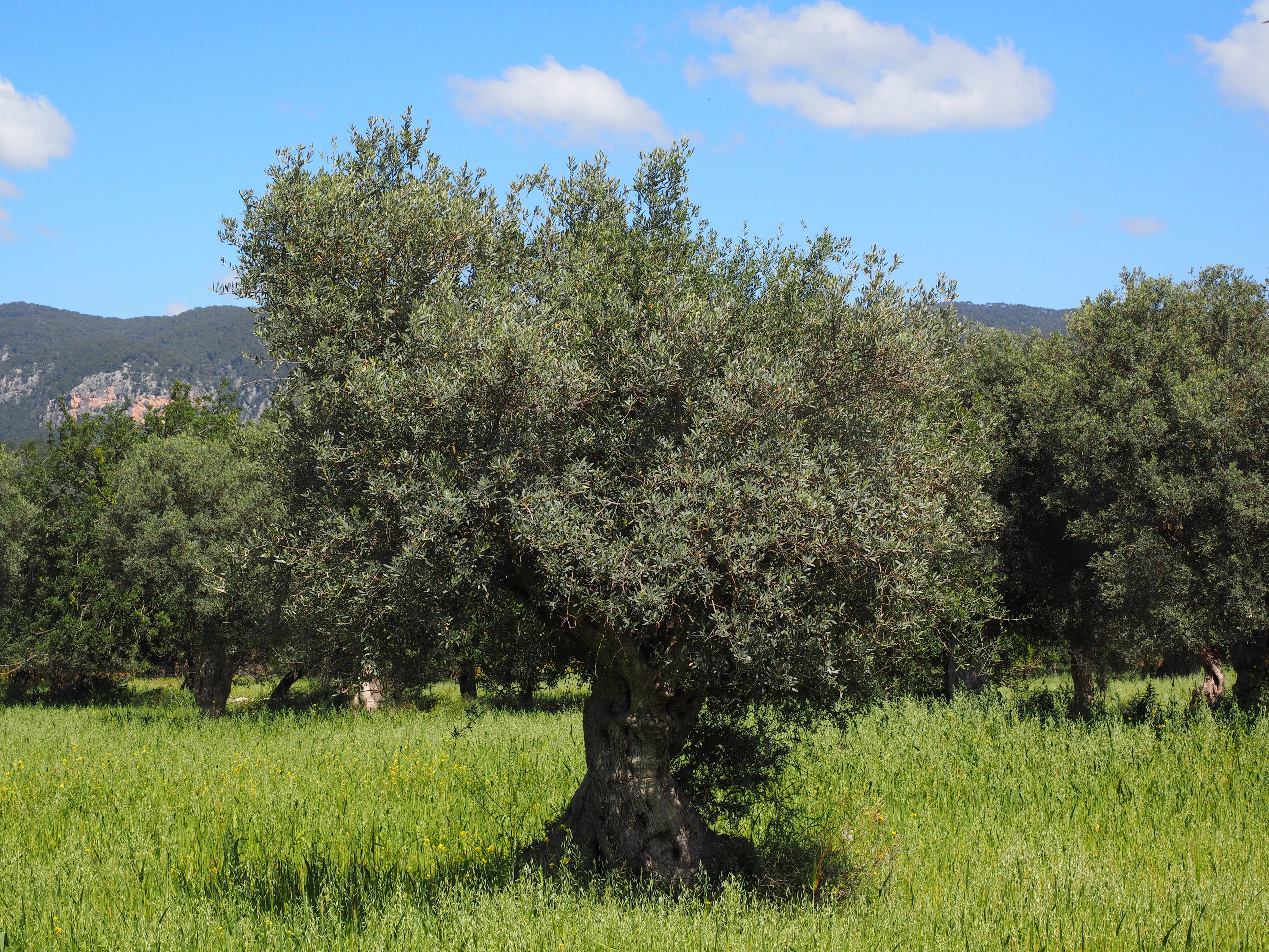 4K, day, sky, plant, landscape, plantation, olive planting, grass, land, mallorca, olive tree, daytime, olive garden, cloud - sky, growth, olive grove, HD Wallpaper