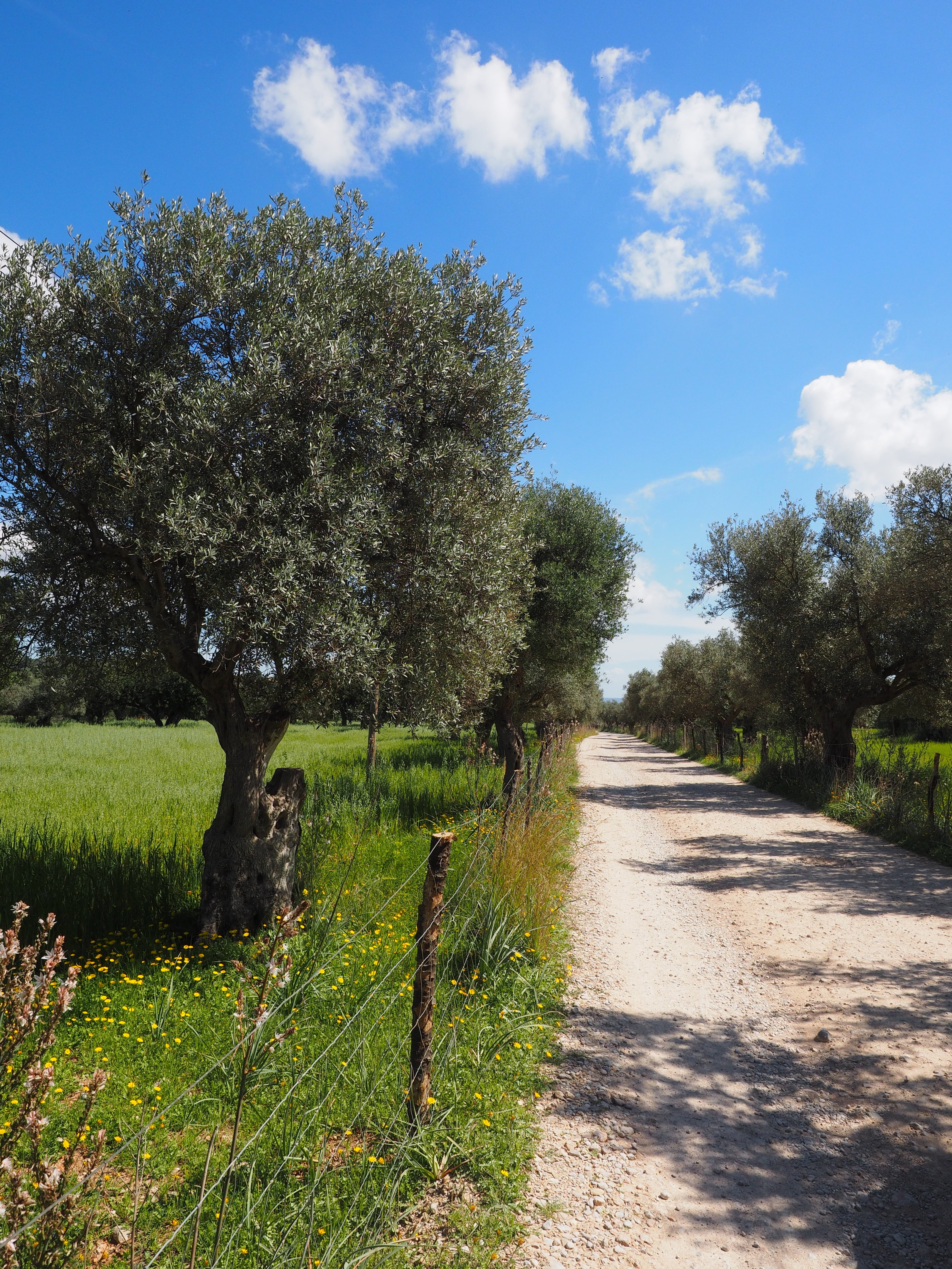 agriculture, green Color, grass, plantation, sunlight, olive tree, the way forward, tranquil scene, nature, olive grove, footpath, olive plantation, summer, Phone HD Wallpaper