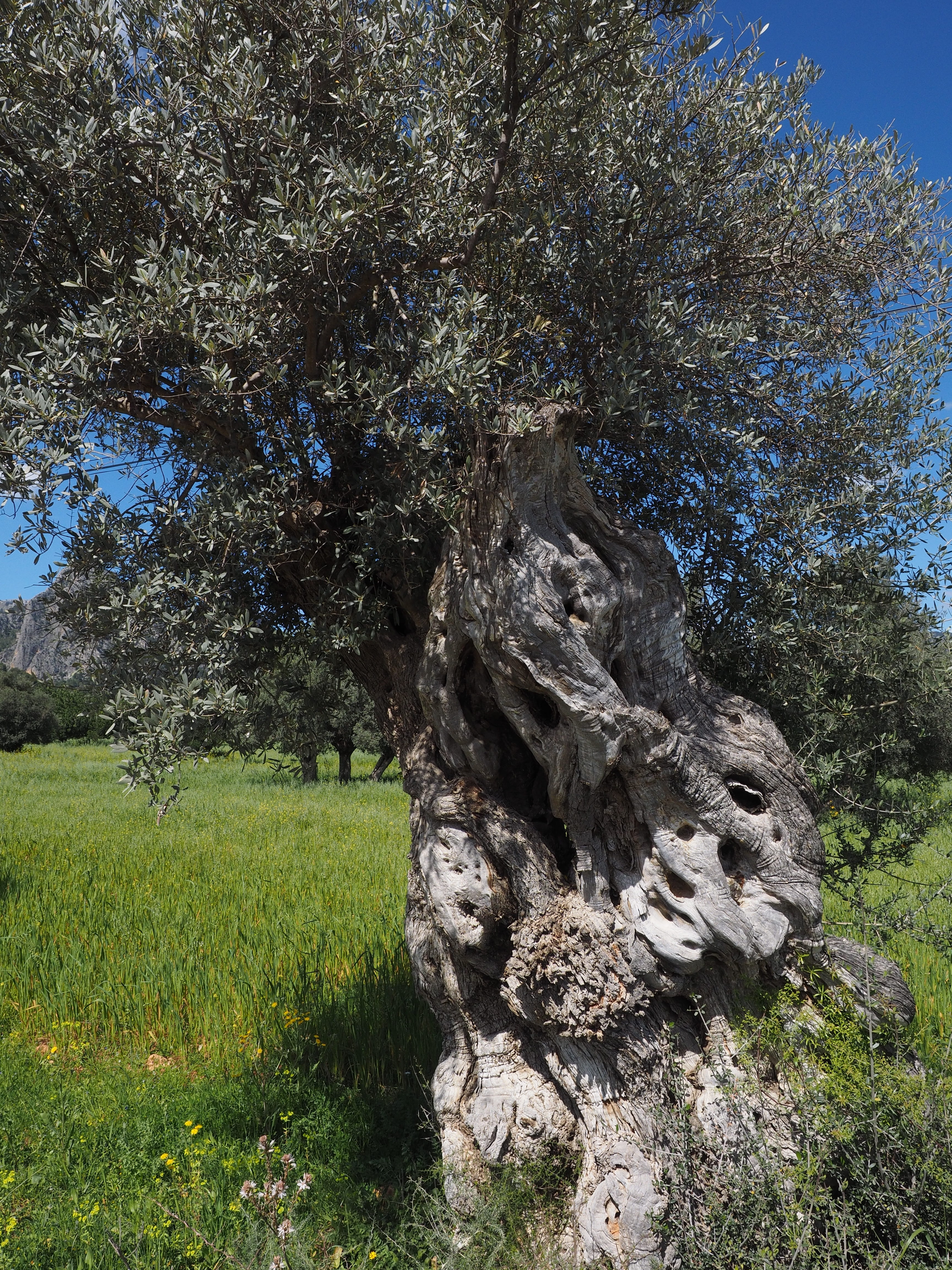 tranquil scene, gnarled, old, tribe, planting, growth, 4K, sky, outdoors, no people, non-urban scene, environment, plant, olive cultivation, plantation, Phone HD Wallpaper