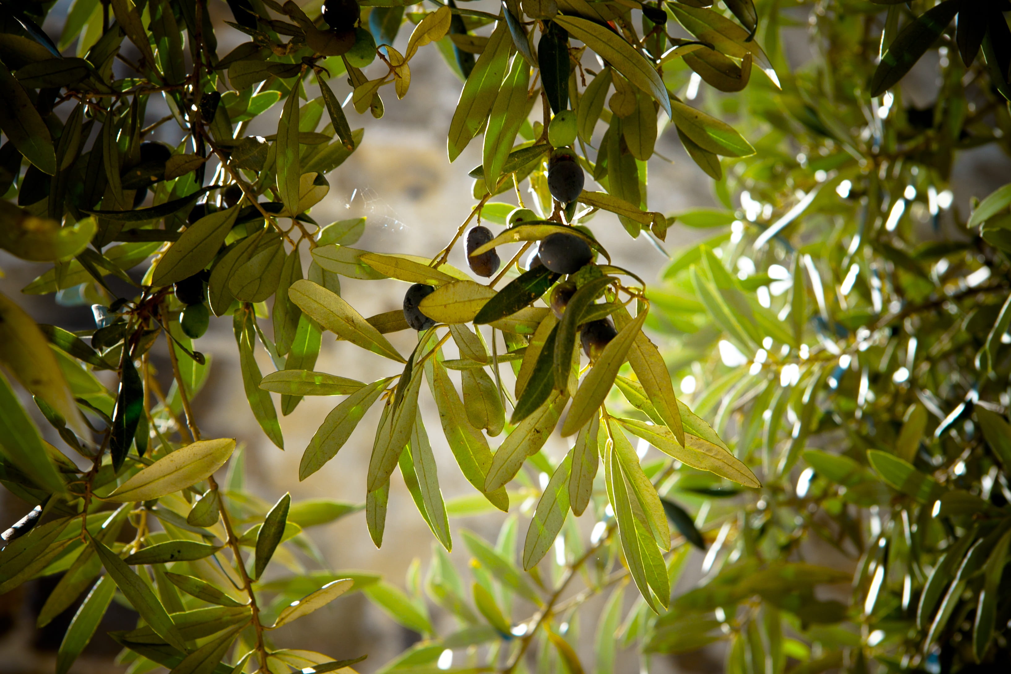 green, green color, low angle view, landscape, food and drink, day, vertebrate, outdoors, no people, branch, olive grove, olives, olive tree, animal, animals in the wild, HD Wallpaper