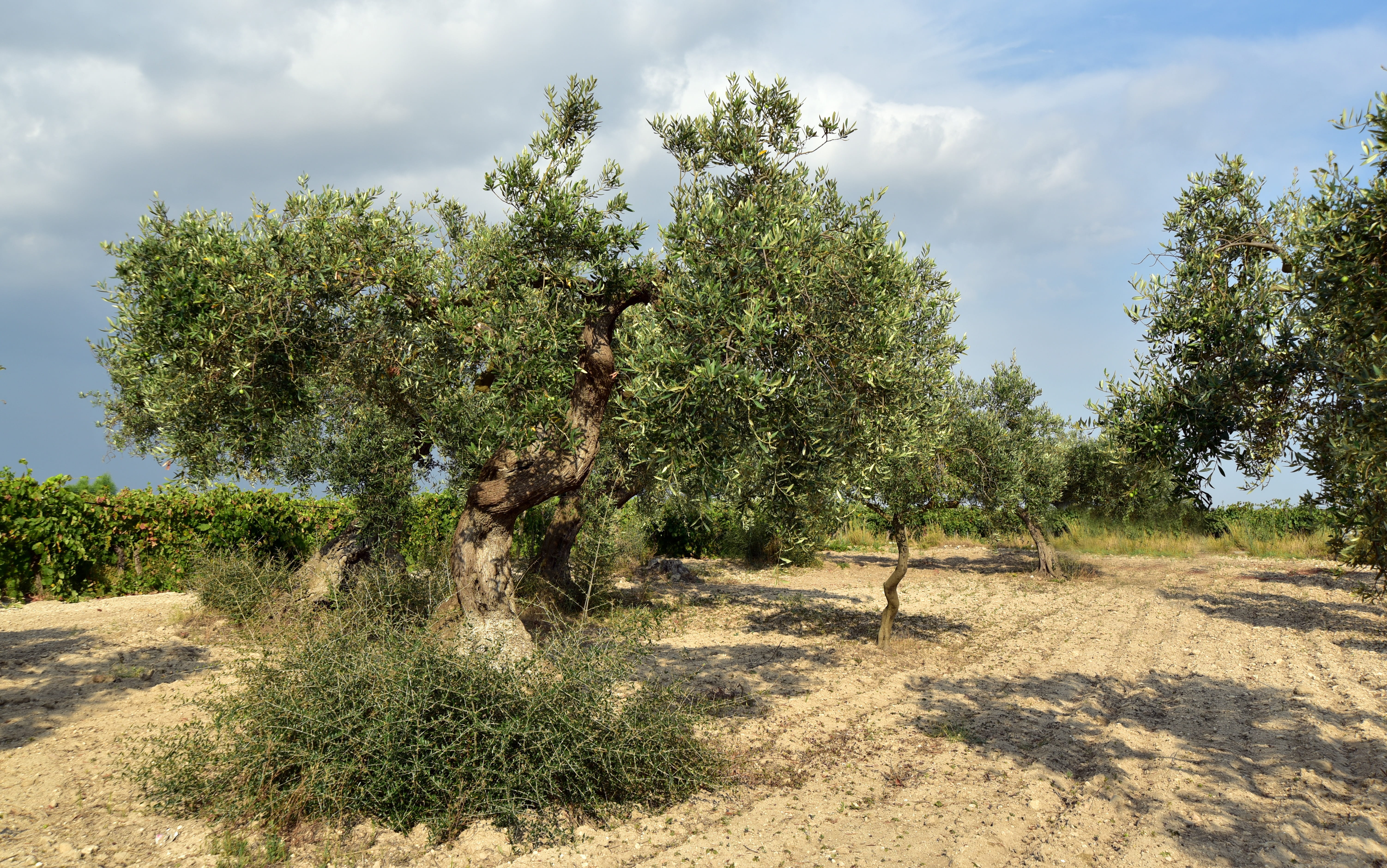 agriculture, olive garden, olives, field, plant, day, olive trees, tree, land, environment, tranquil scene, outdoors, landscape, beauty in nature, tranquility, HD Wallpaper