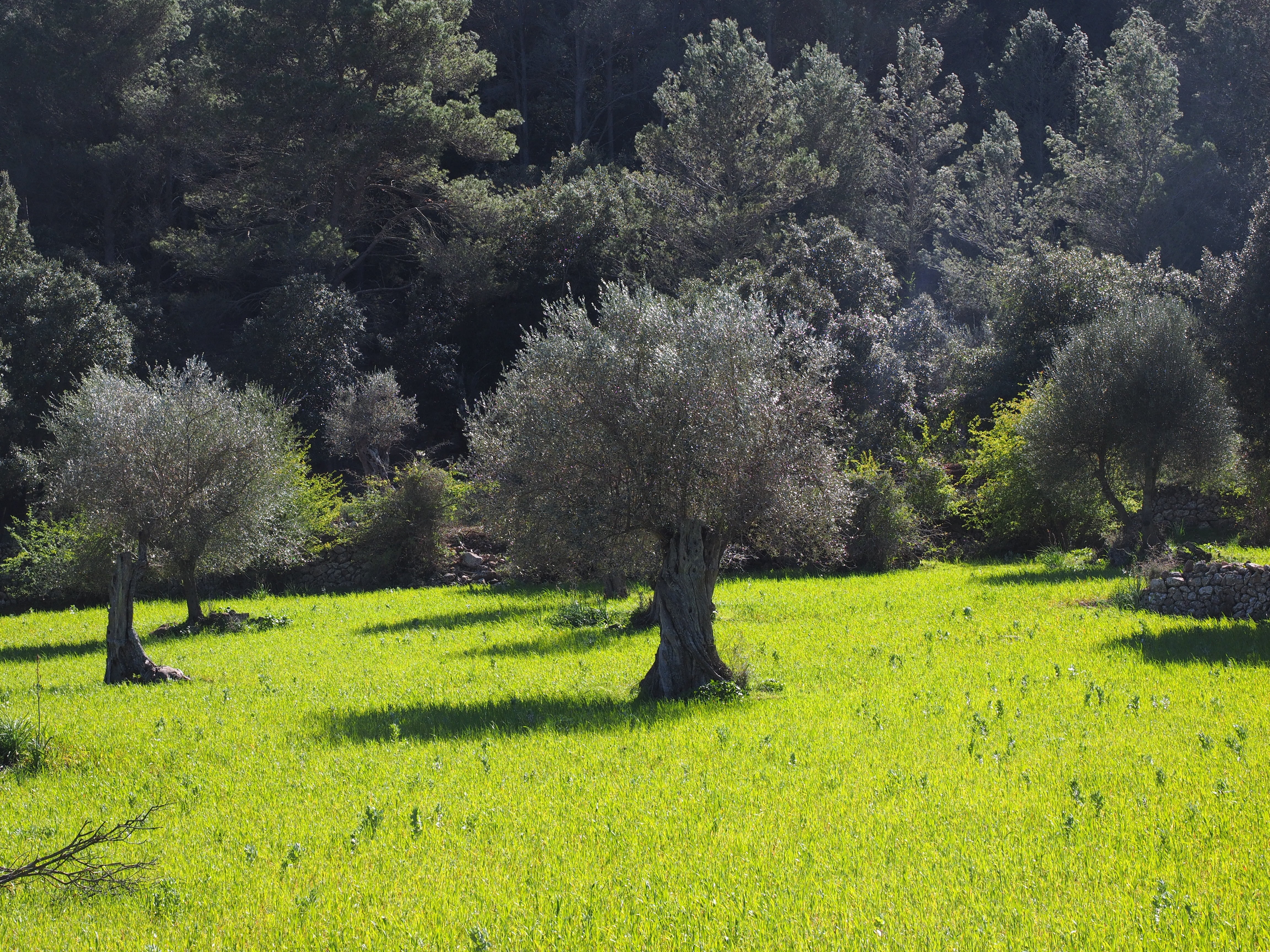 field, meadow, olive grove, planting, outdoors, park, olive cultivation, day, tree, summer, land, tranquility, environment, olive planting, tranquil scene, HD Wallpaper