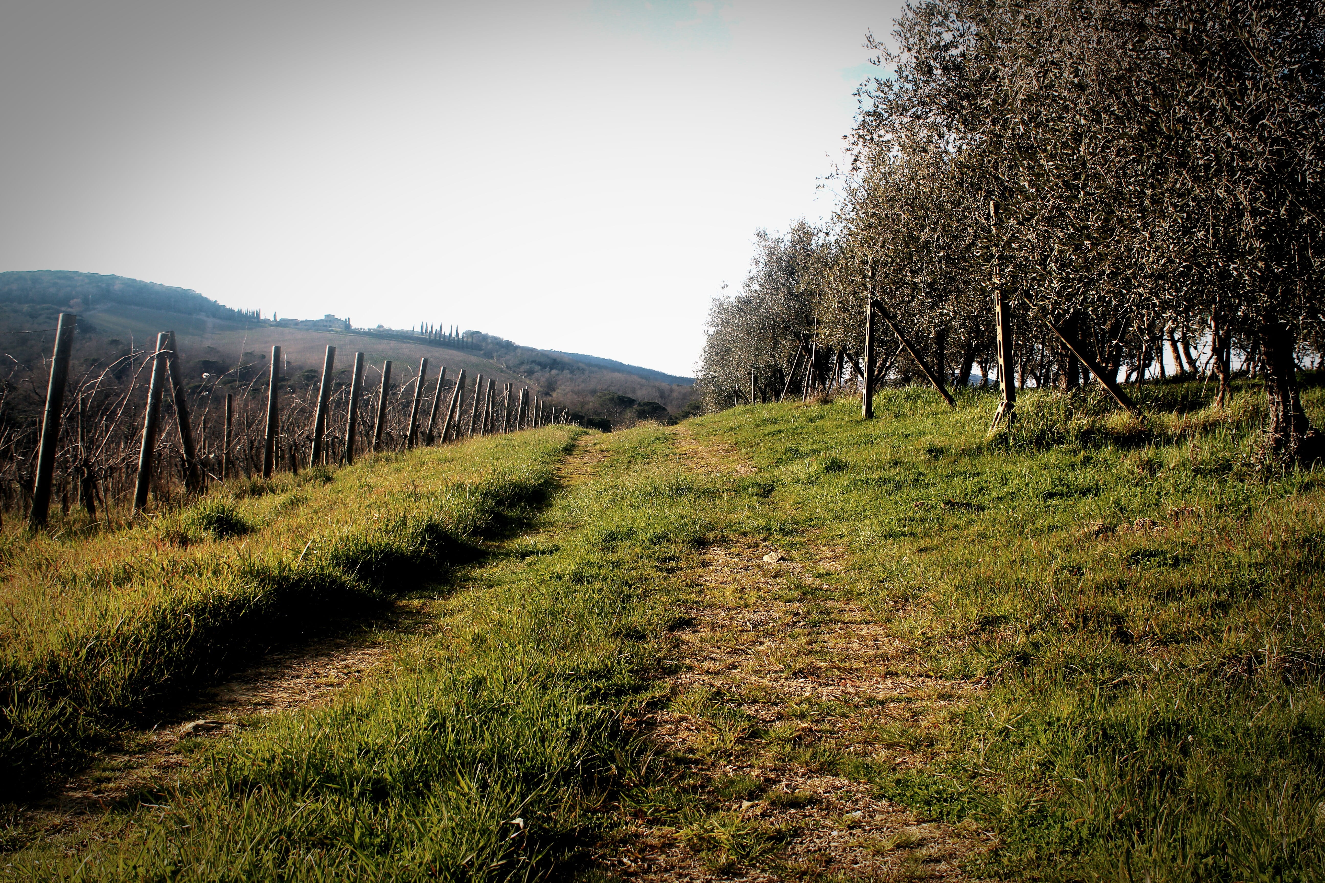 land, scenics - nature, grass, beauty in nature, olives, non-urban scene, outdoors, rural scene, plant, vignette, trail, sky, outdoor, tree, mountains, HD Wallpaper