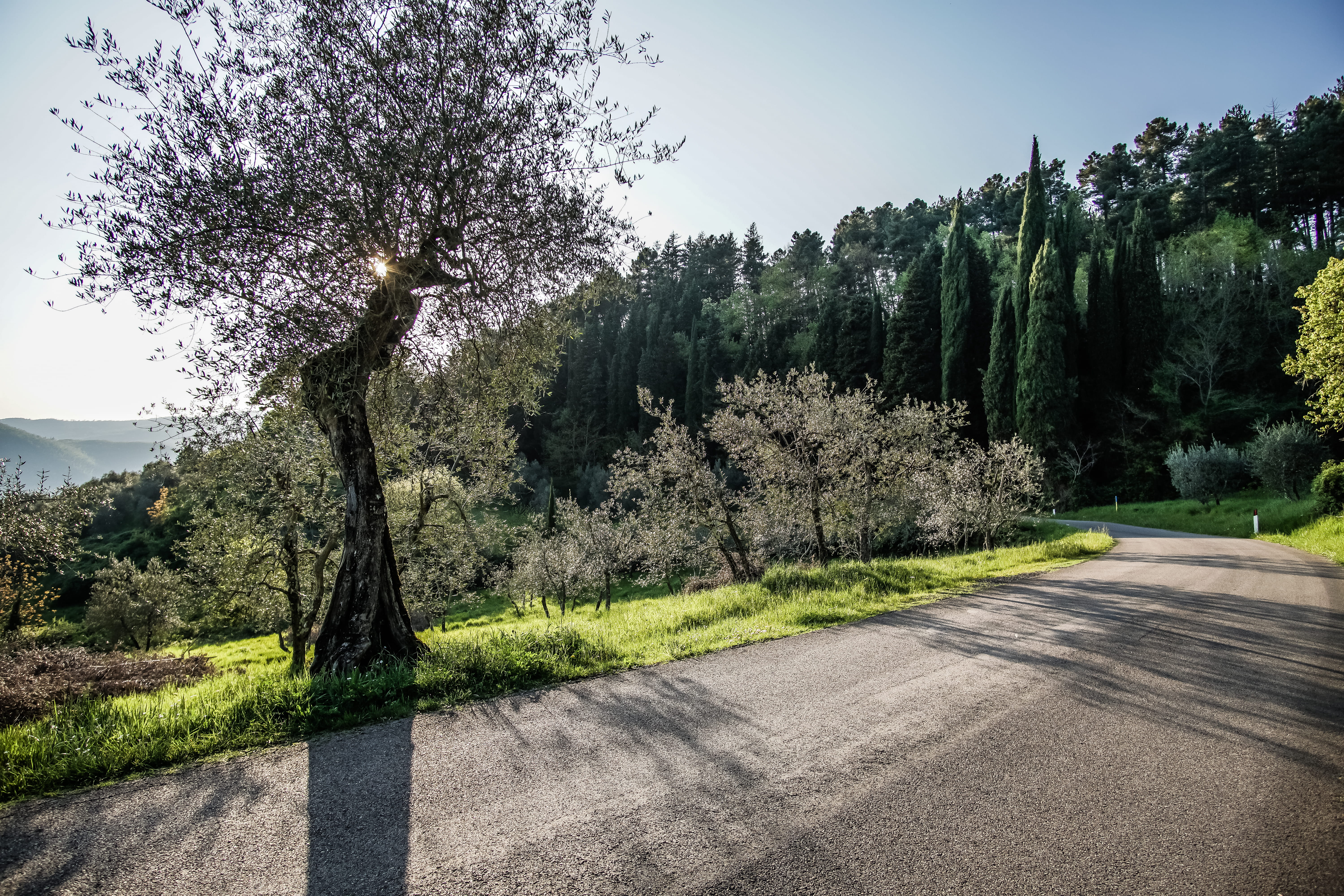 sunlight, the way forward, sky, landscape, land, italy, grove, light, growth, florence, nature, long, bagno a ripoli, environment, tranquility, beauty in nature, HD Wallpaper