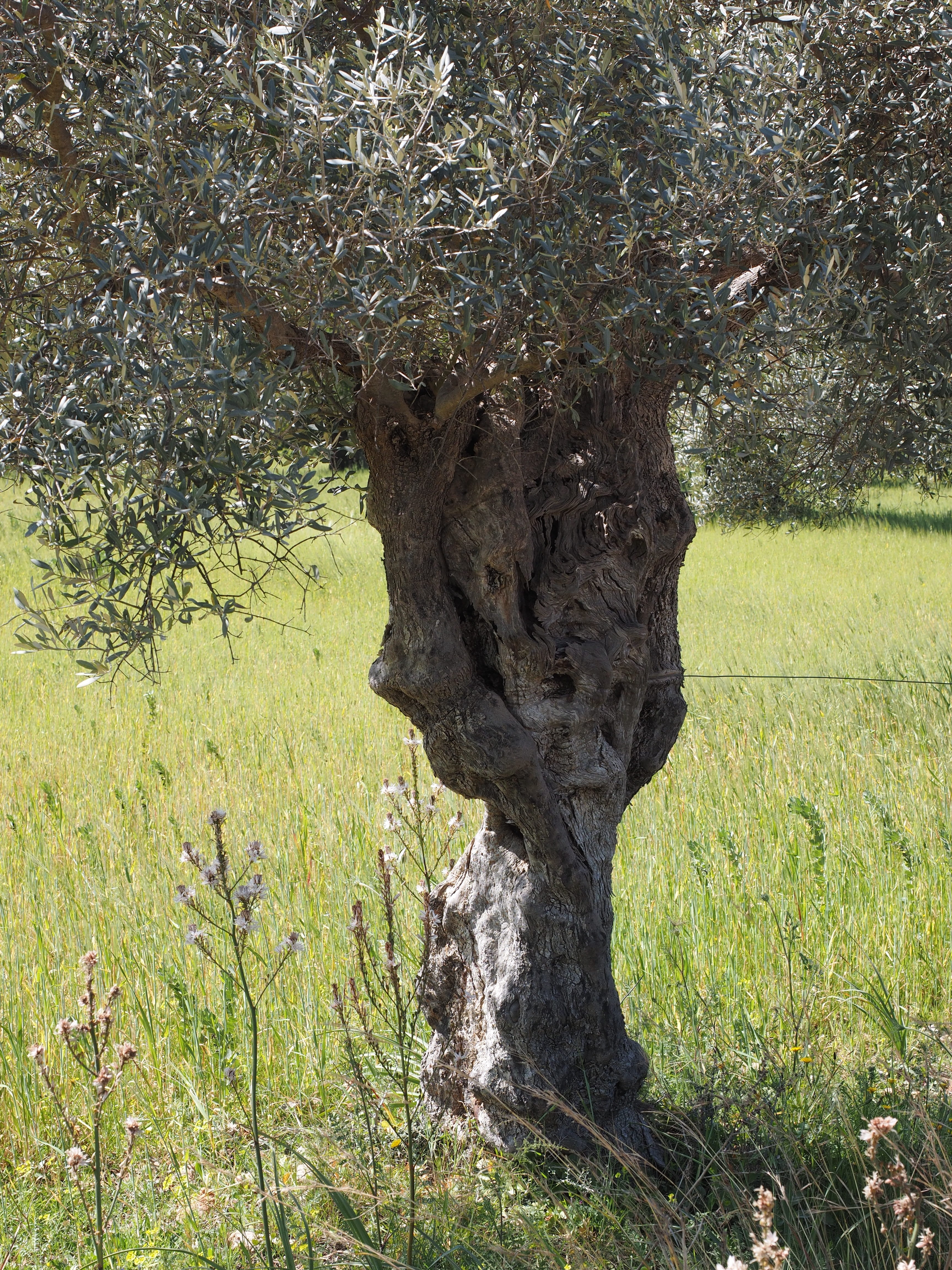 green color, tranquil scene, plantation, agriculture, olive garden, old, gnarled, non-urban scene, olive planting, tree, olive tree, no people, nature, Phone HD Wallpaper