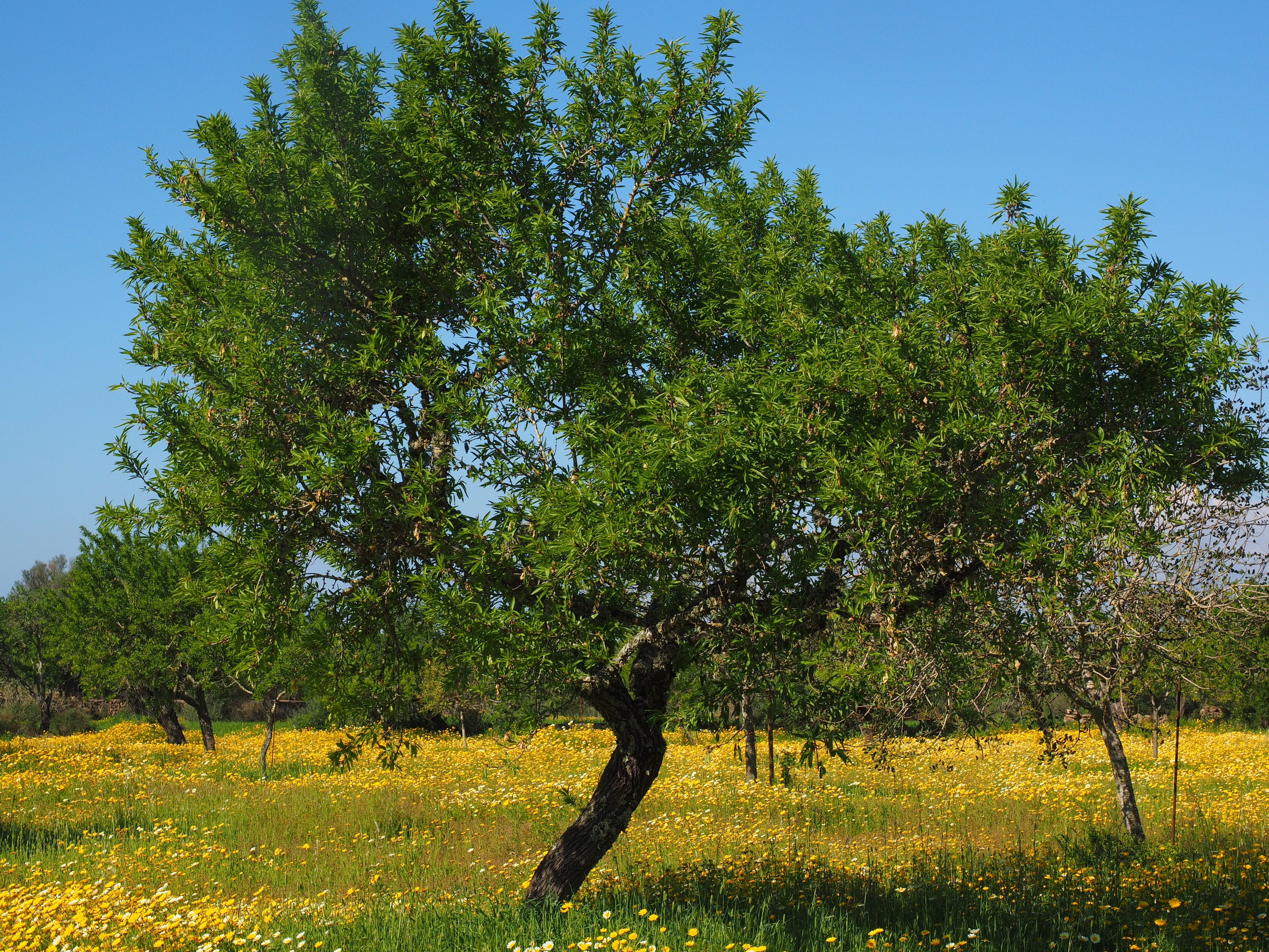 day, balearic islands, full length, cretan gold flower, rural scene, grass, fruit trees, tree, Olive Tree, dining chrysanthemum, sky, plant, land, fruit tree meadow, HD Wallpaper