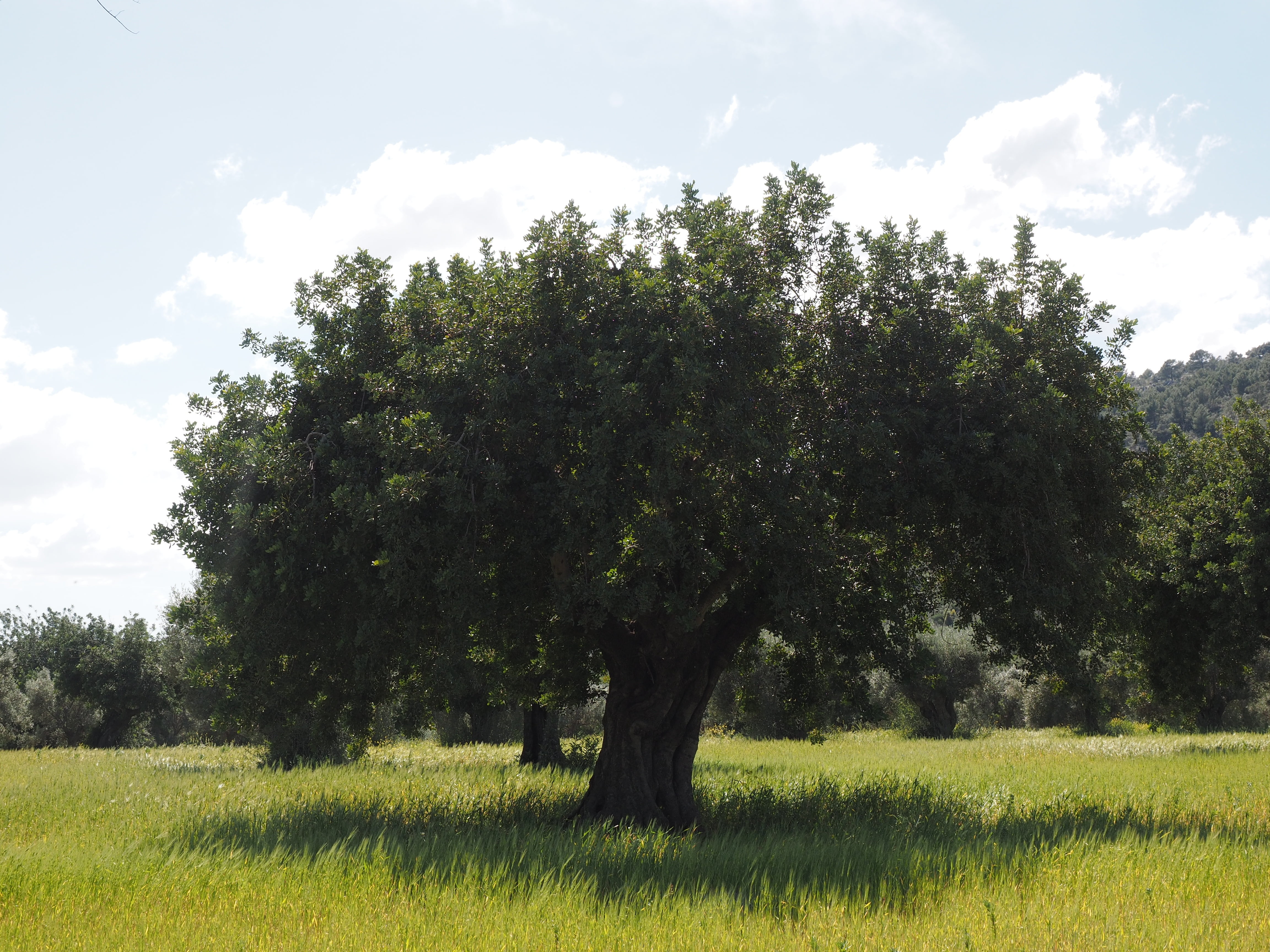 nature, tranquility, day, tree, planting, 4K, agriculture, olive garden, olive cultivation, plantation, cloud - sky, landscape, grass, outdoors, olive grove, HD Wallpaper