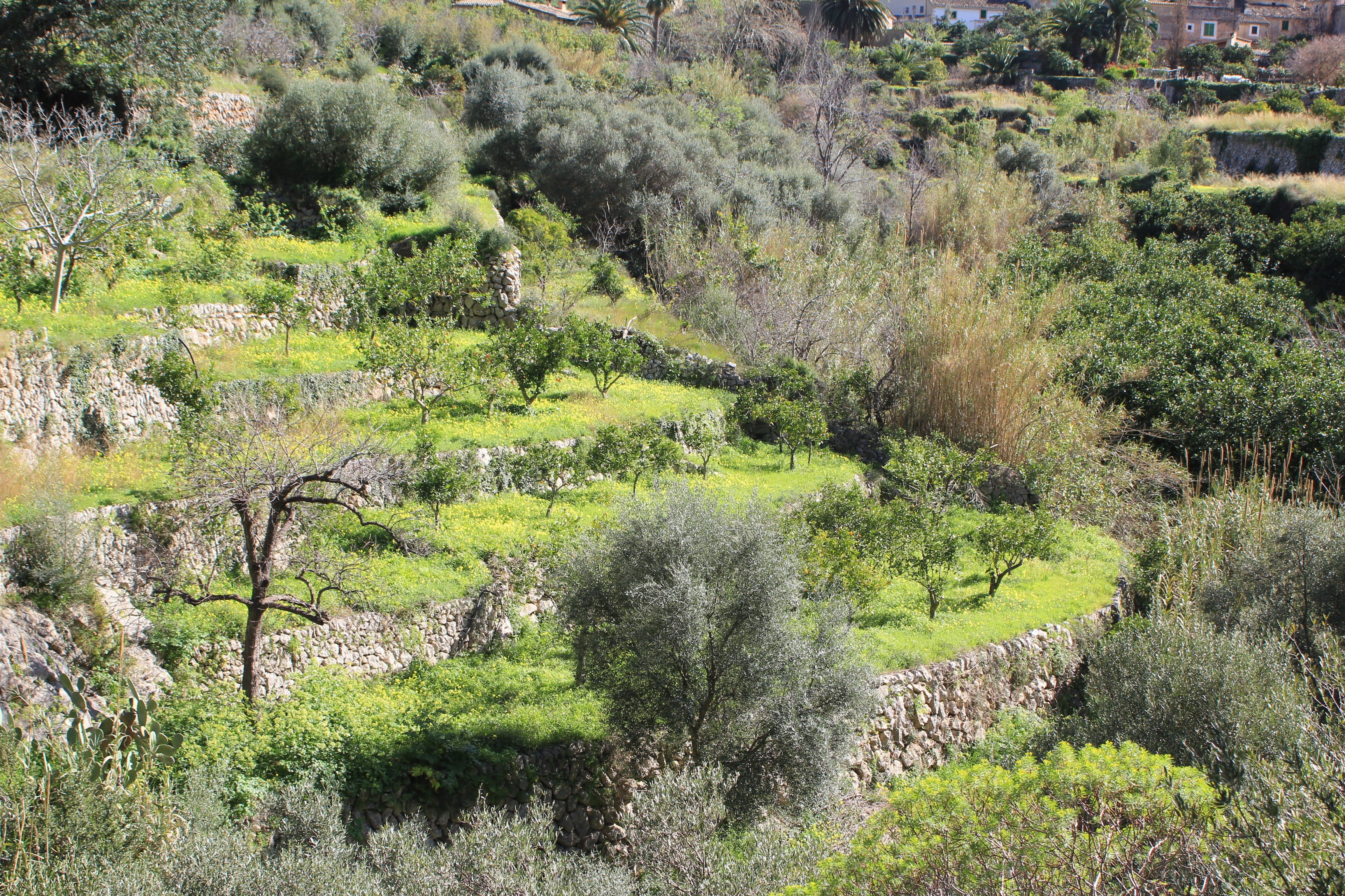 no people, land, plant, foliage, field, green color, day, Olive Grove, agriculture, rural scene, scenics - nature, high angle view, landscape, trail, tree, HD Wallpaper