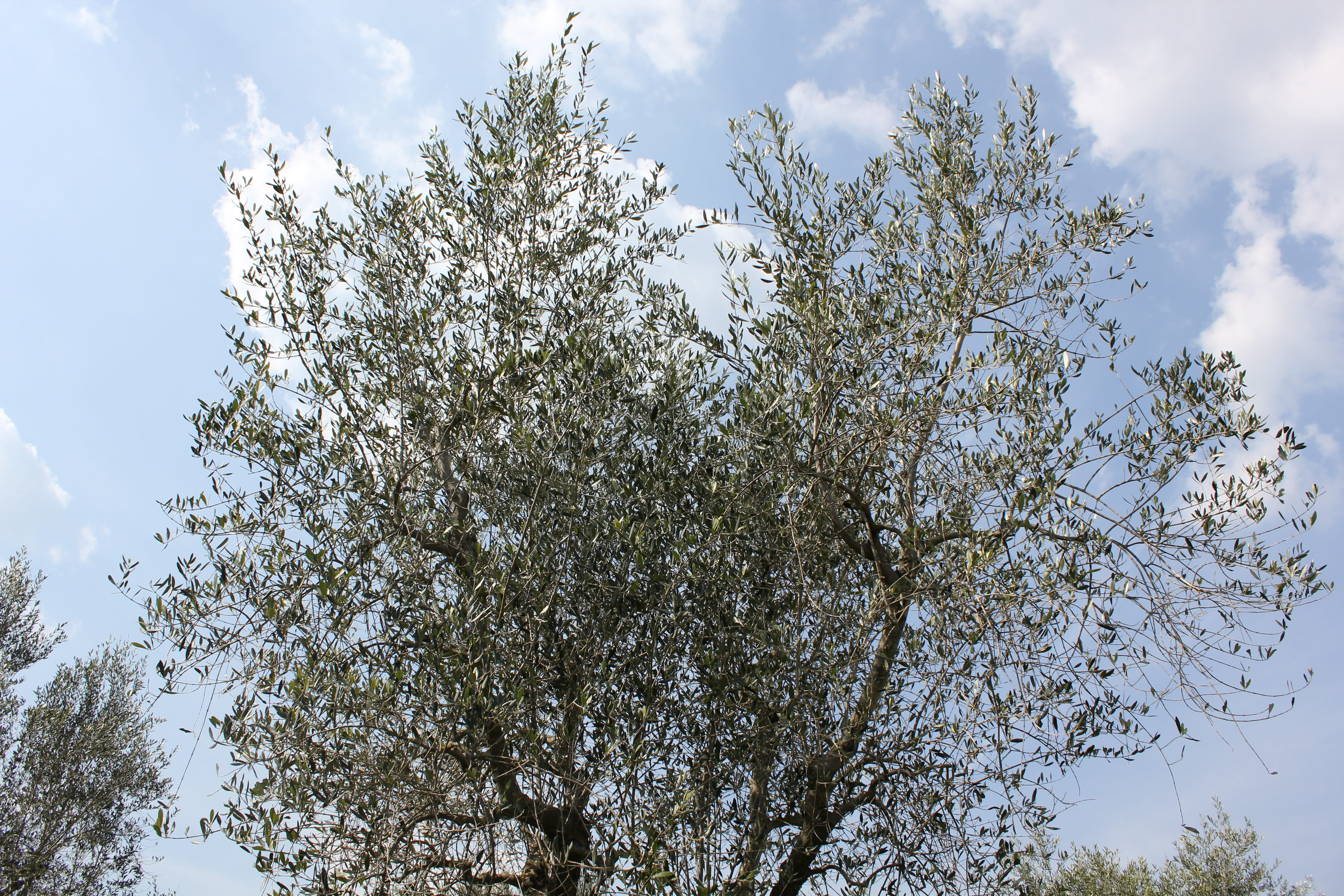 flower, tranquility, blossom, springtime, 5K, flowering plant, cultivate, sky, cherry blossom, olive plants, white color, tree, olive grove, growth, organic, HD Wallpaper