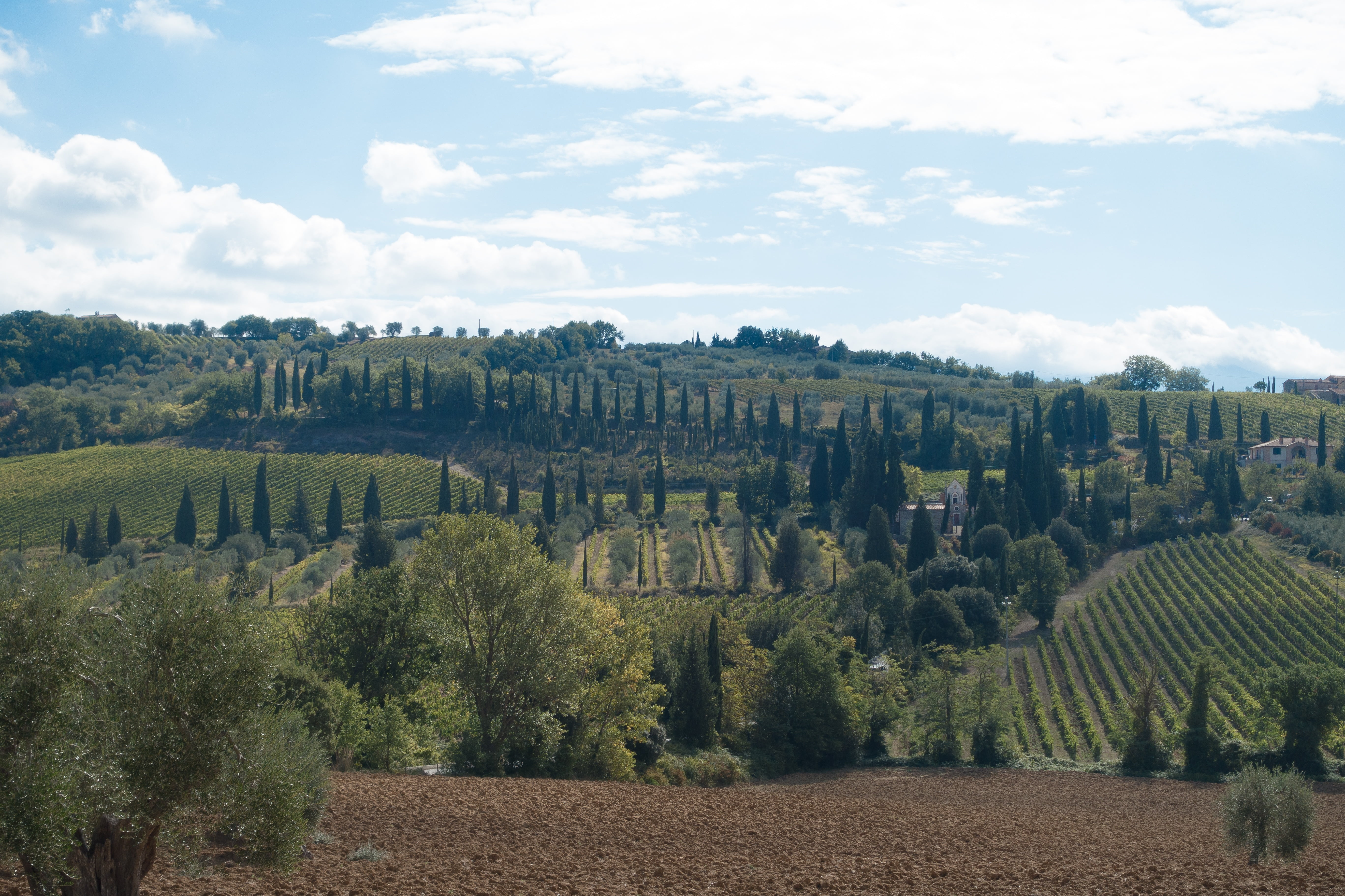 real cypress, sky, italy, winemaking, environment, mountain, vineyard, tuscany, tranquil scene, plant, tree, 5K, tranquility, scenics - nature, outdoors, HD Wallpaper