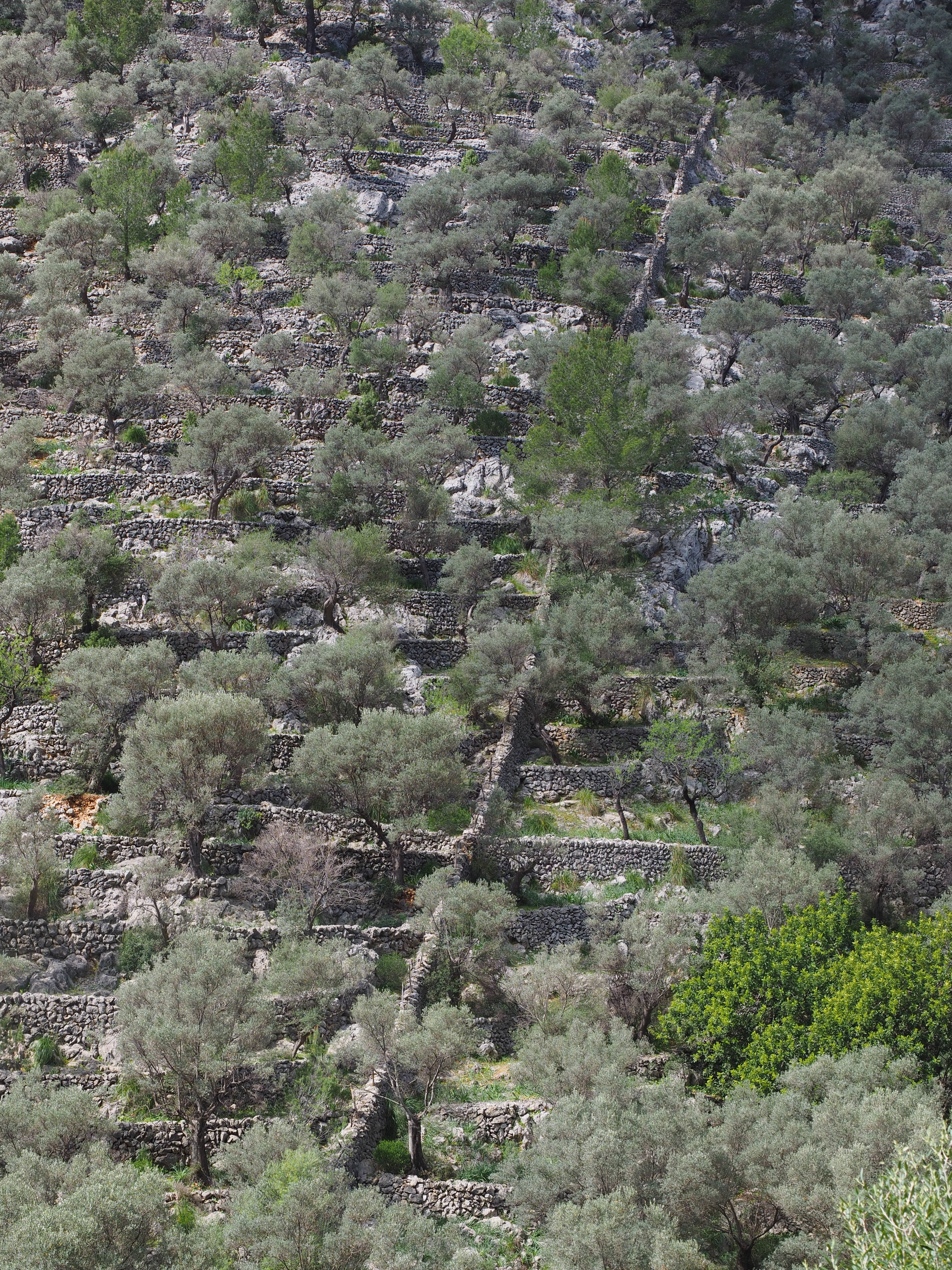 olive harvest, land, no people, mountainside, beauty in nature, wall, growth, plant, tranquil scene, tree, landscape, slope, olive plantation, olive grove, Phone HD Wallpaper
