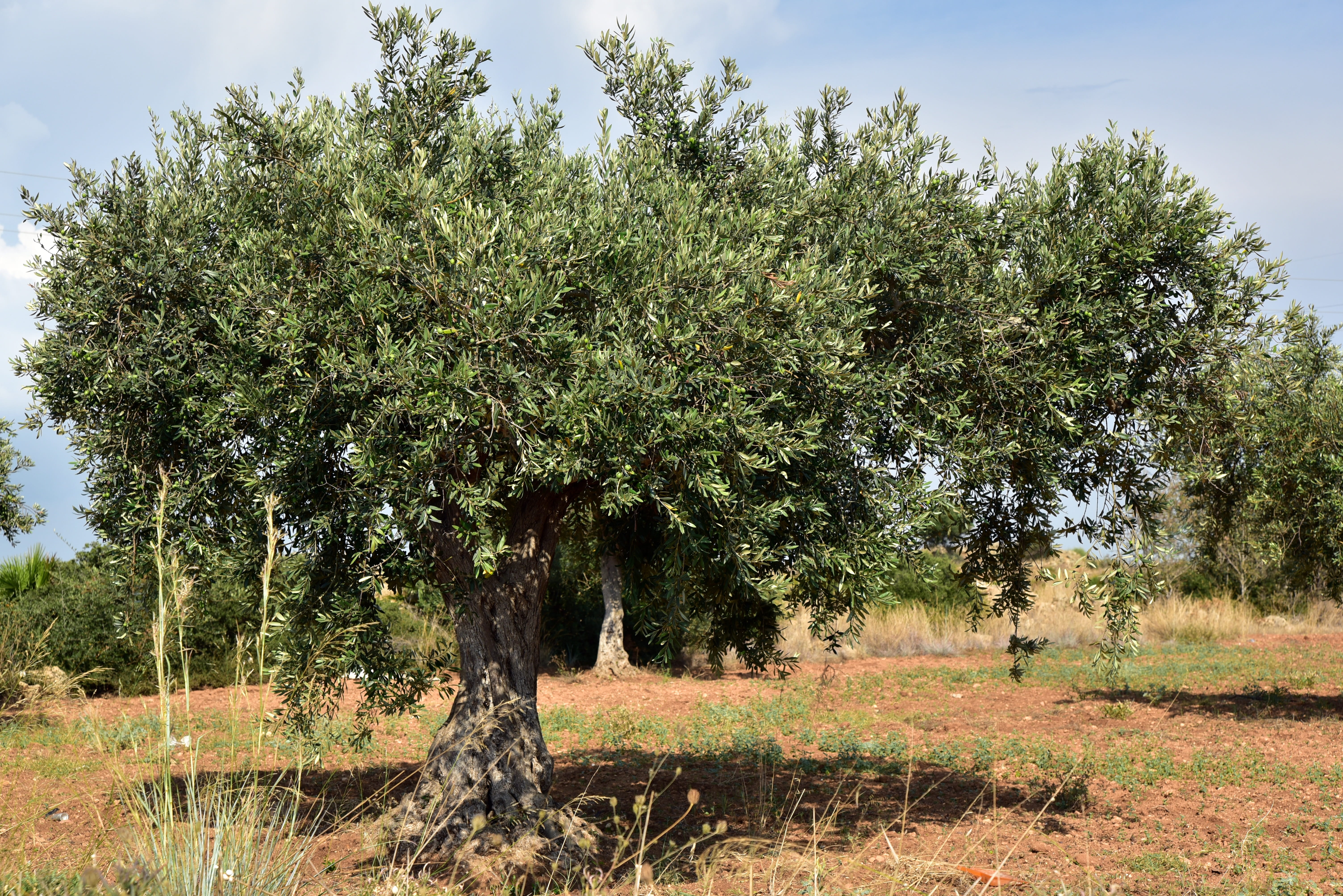 olive tree, sky, land, vegetation, tranquil scene, tranquility, summer, planting, olive field, warm, no people, growth, sicily, landscape, beauty in nature, HD Wallpaper