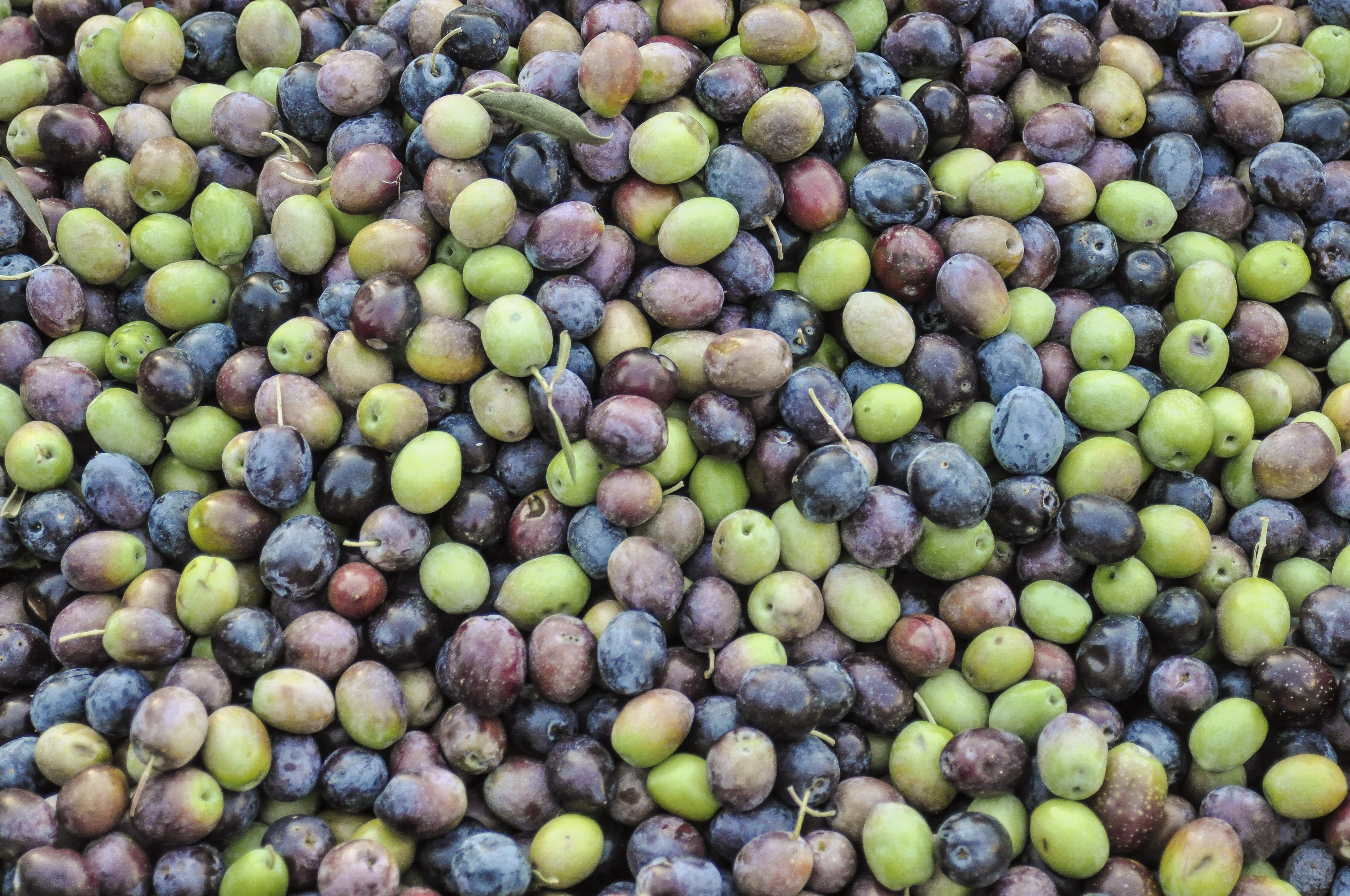 food, green, fruit, food and drink, wellbeing, olives, healthy eating, olive plantation, olive trees, freshness, 4K, omega, green olives, grey, high angle view, HD Wallpaper