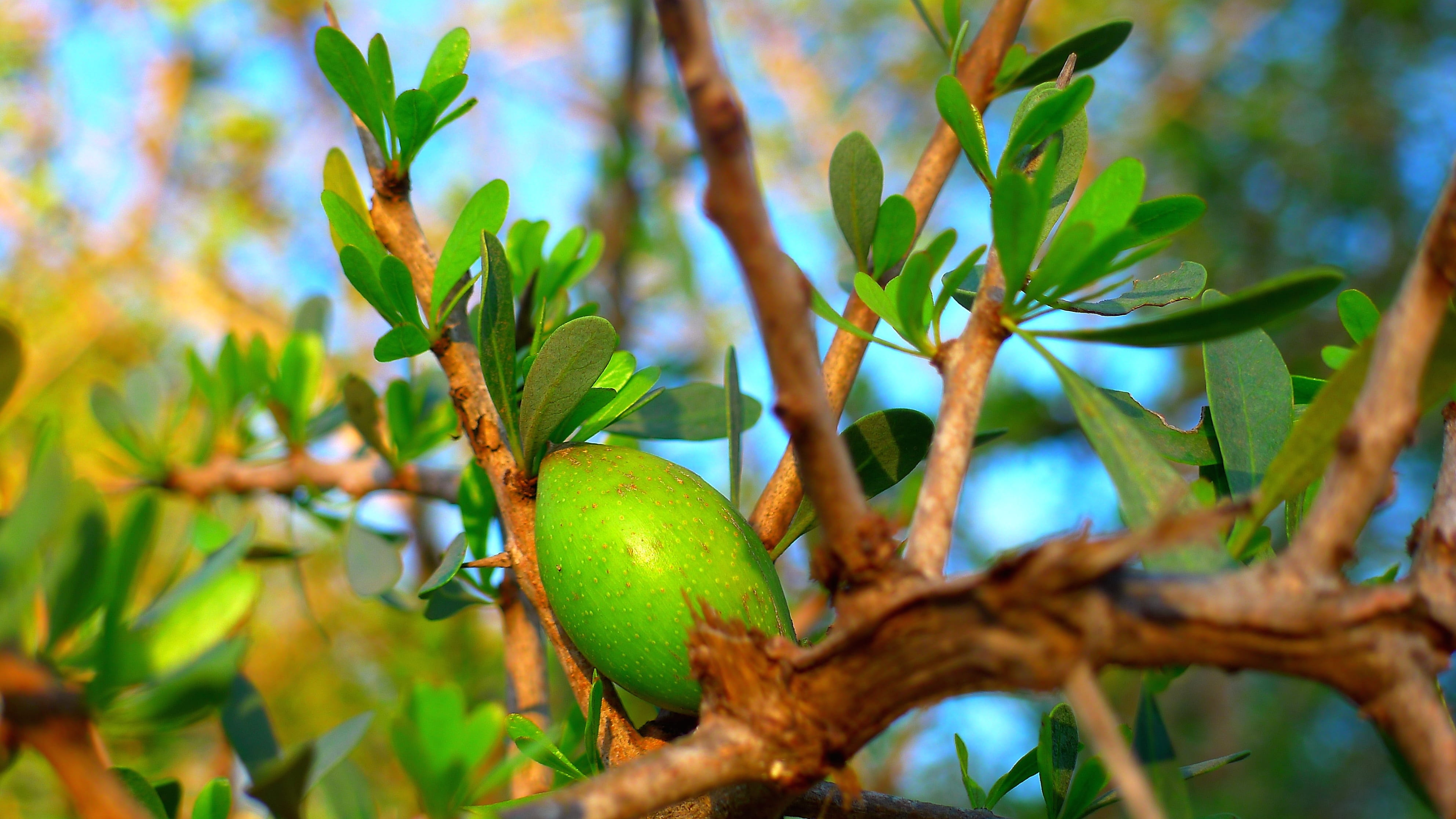 healthy eating, freshness, food and drink, outdoors, leaf, argan, oval, no people, fruit, cosmetic, green color, branch, low angle view, morocco, beauty in nature, HD Wallpaper