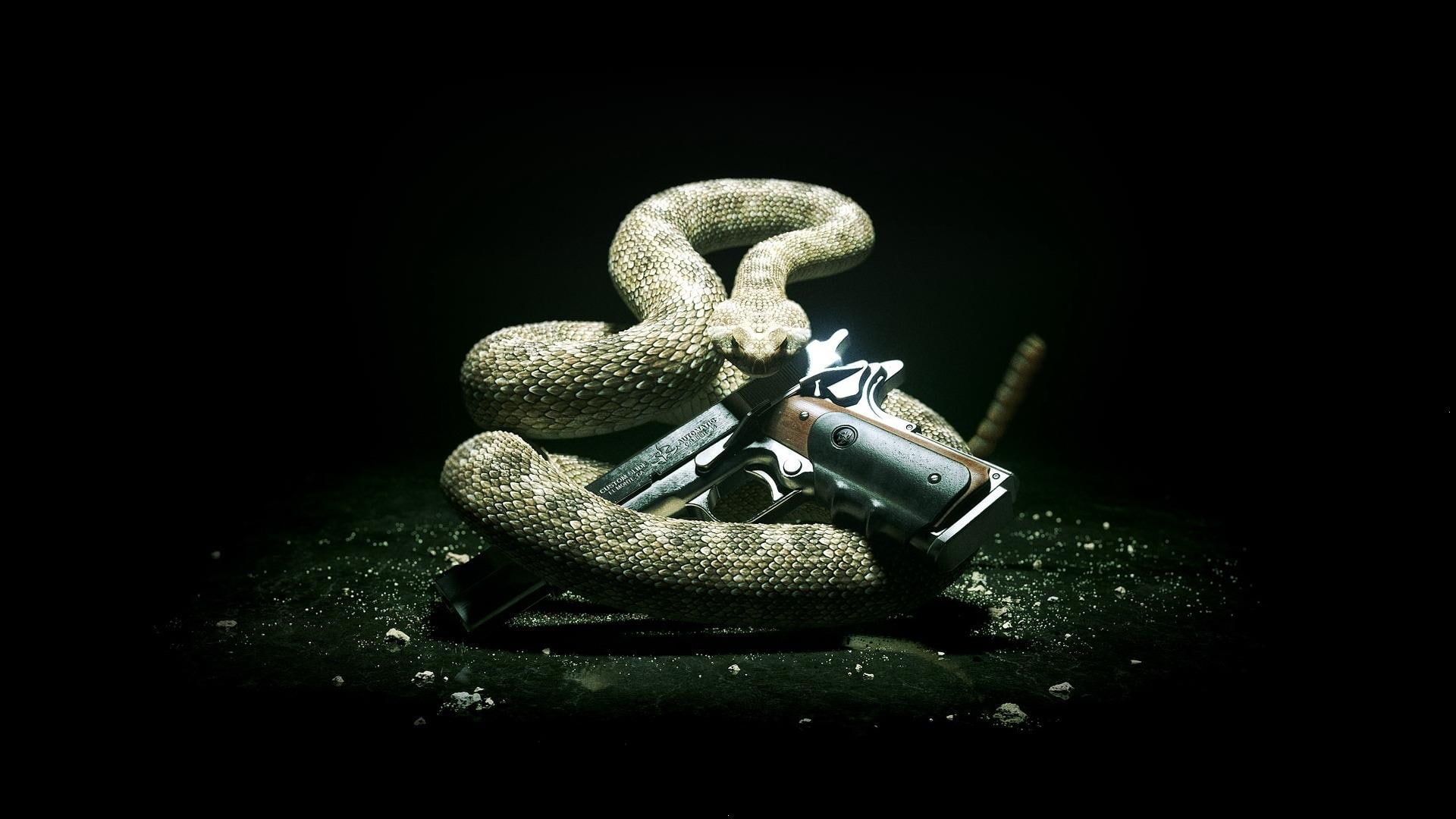 animal, animals, 1080P, snack, HD Wallpaper