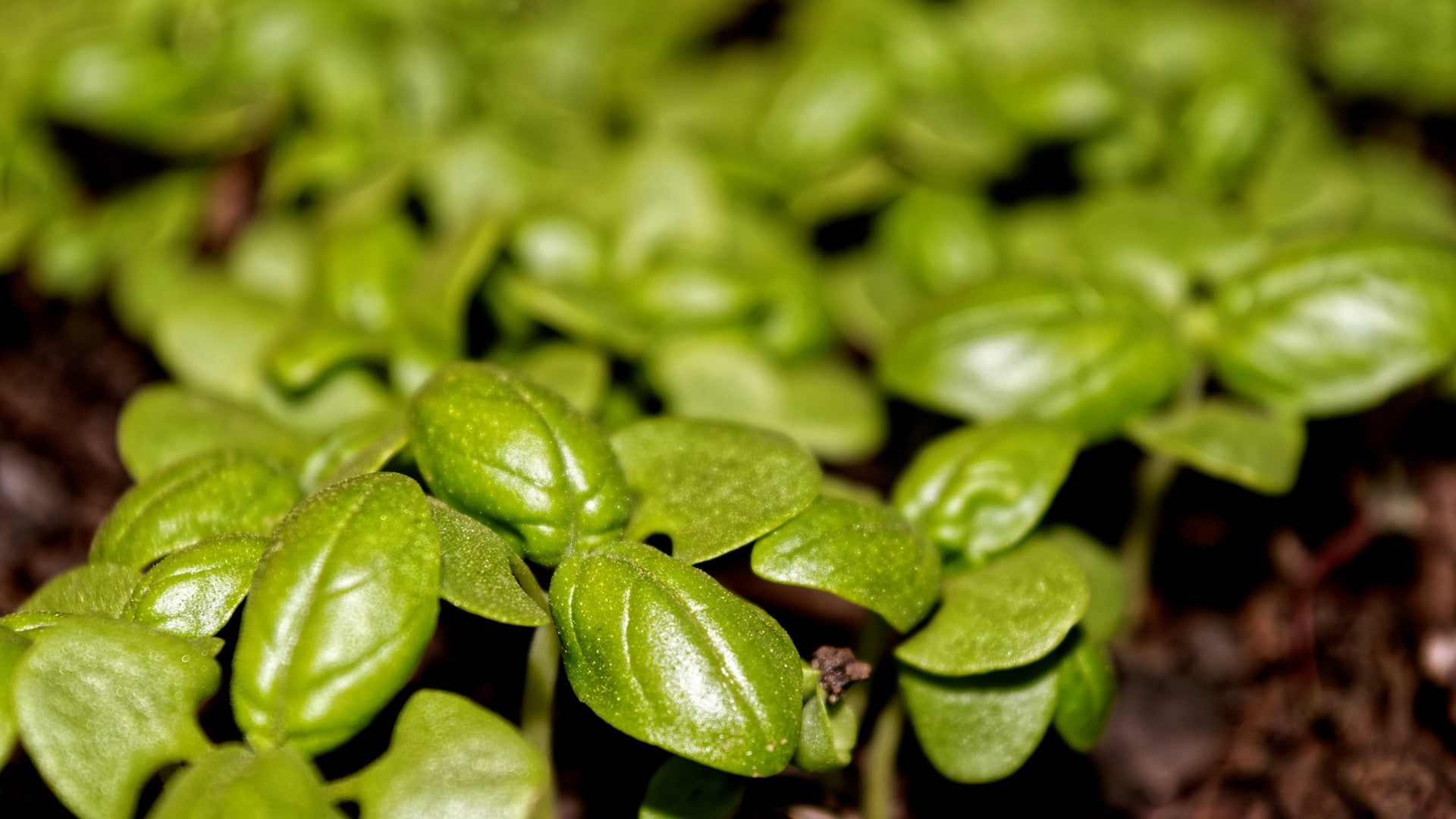 freshness, basil, closeup, growth, selective focus, wellbeing, green color, colorful, fruit, agriculture, focus on foreground, plant part, vegetable, bokeh, HD Wallpaper