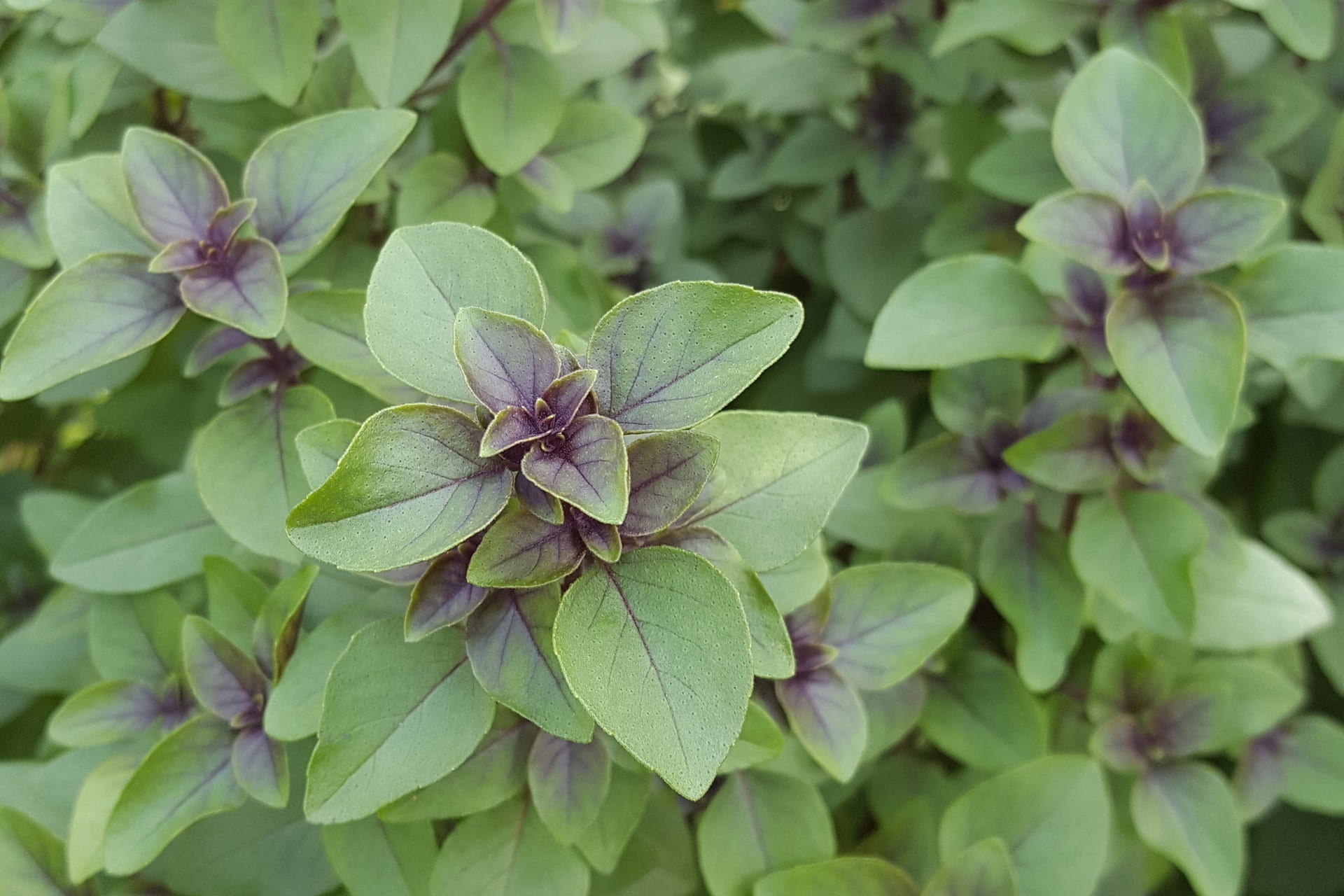 nature, ovate, high angle view, 1080P, purple basil, beauty in nature, photo, flower head, green color, flower, leaf, plant, ocimum tenuiflorum, day, animal, HD Wallpaper