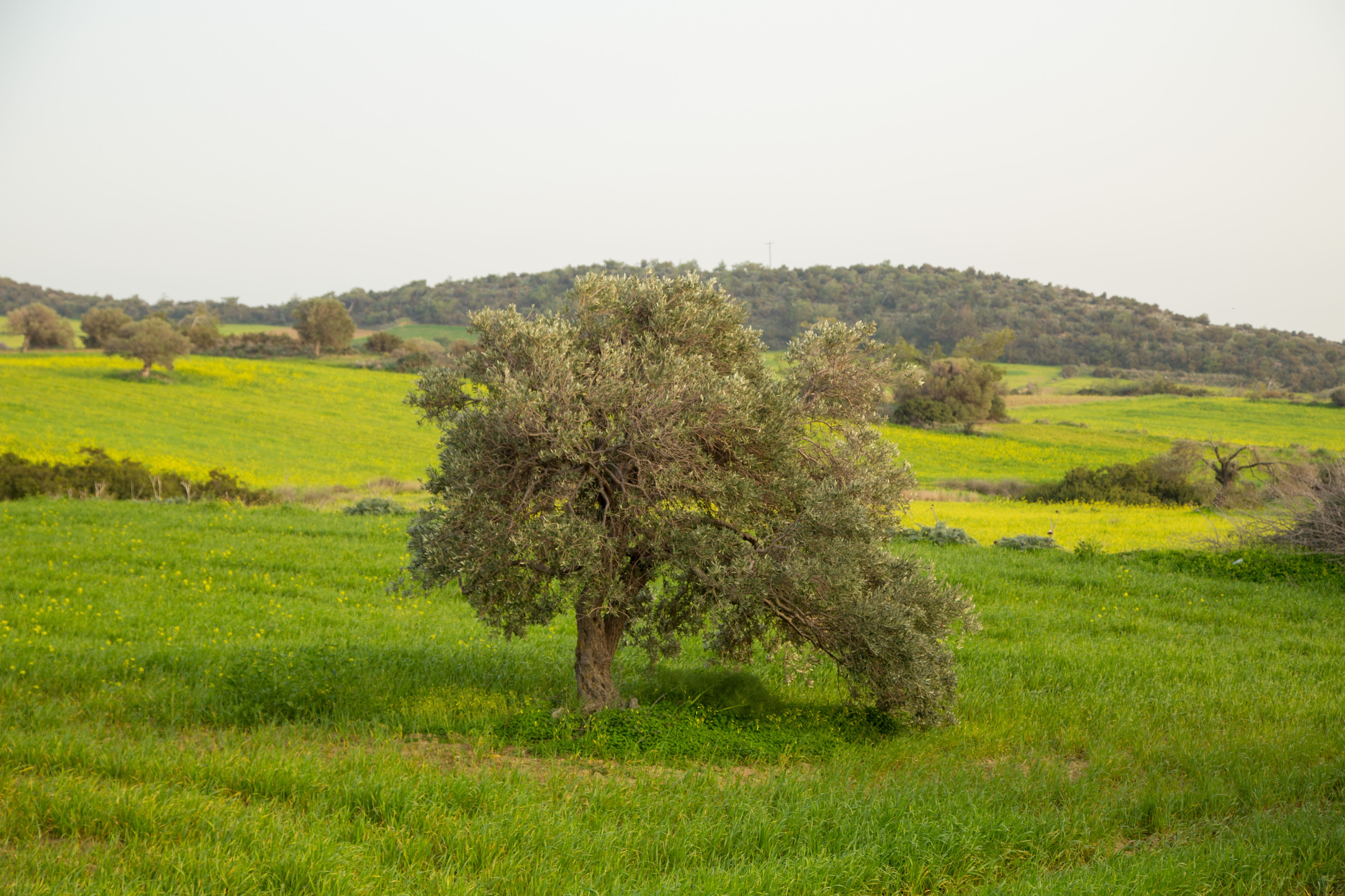 cyprus, plant, outdoors, sky, day, no people, land, green color, grass, landscape, tranquil scene, rural scene, the mediterranean, clear sky, the olive tree, HD Wallpaper