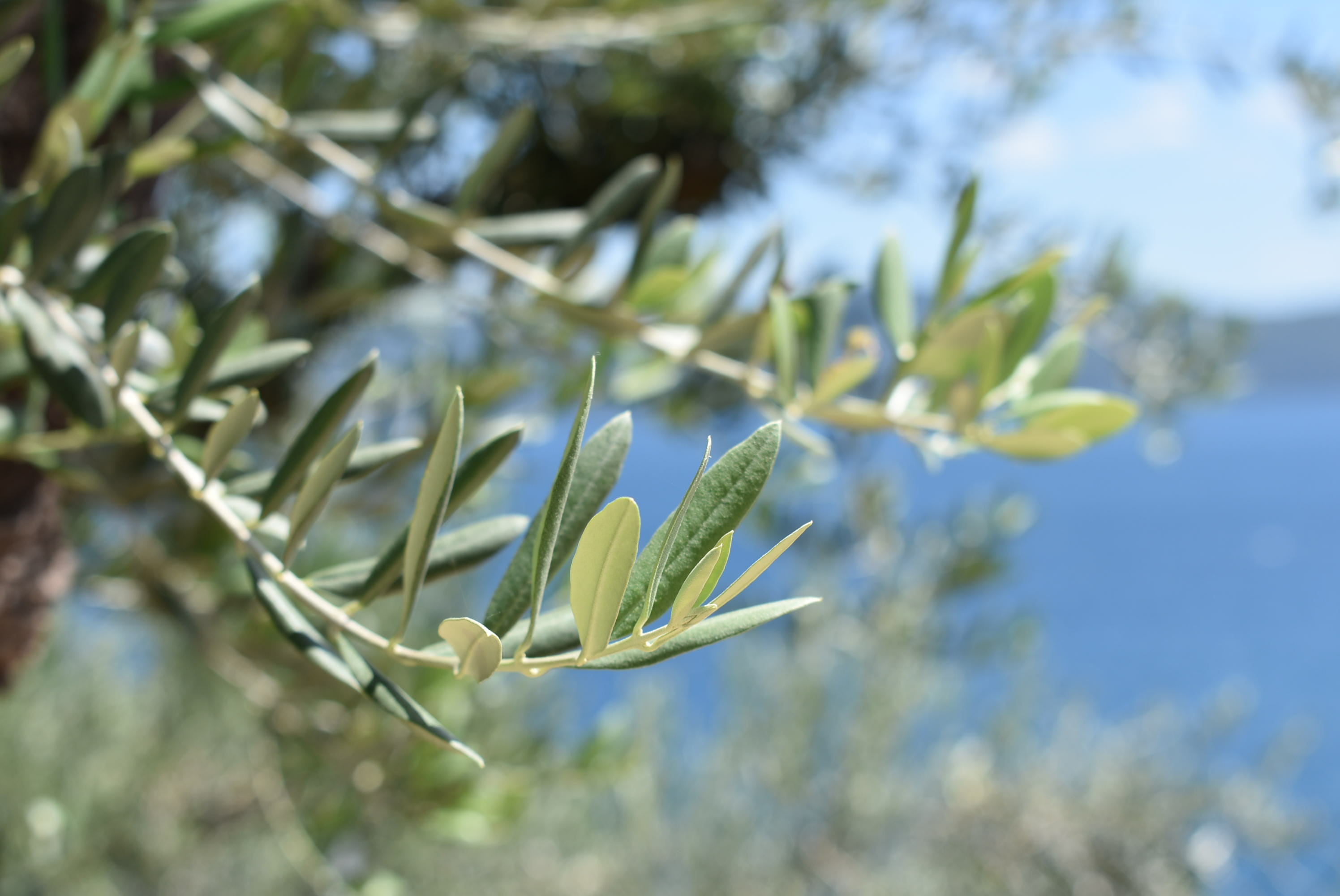 selective focus, tranquility, trees, nature, greece, green color, olive tree, flower, vulnerability, outdoors, beauty in nature, no people, freshness, day, HD Wallpaper
