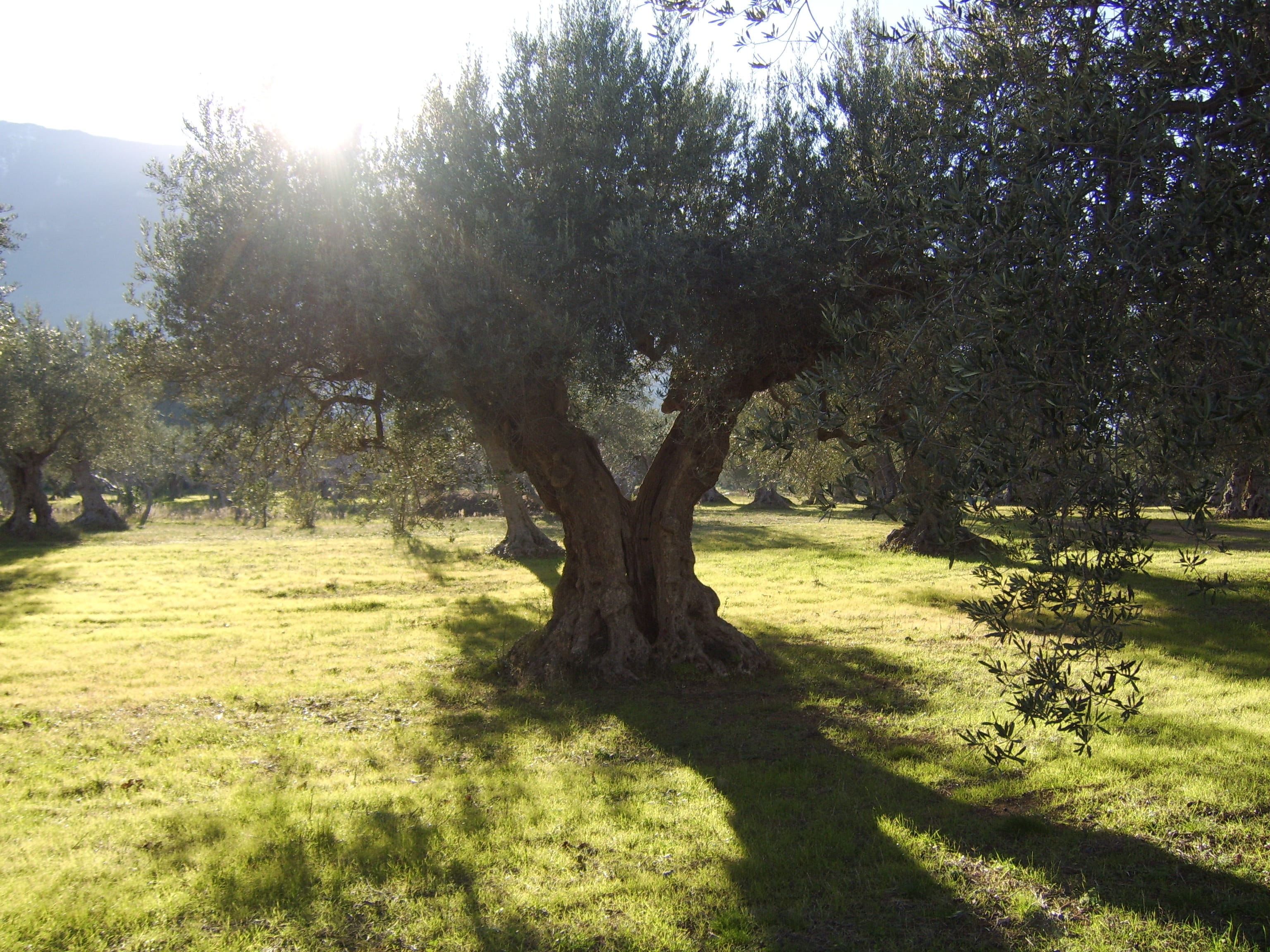 2K, scenics - nature, day, plant, outdoors, landscape, no people, sunlight, Field, trunk, tree trunk, land, environment, Olive Trees, tranquil scene, Sun, HD Wallpaper