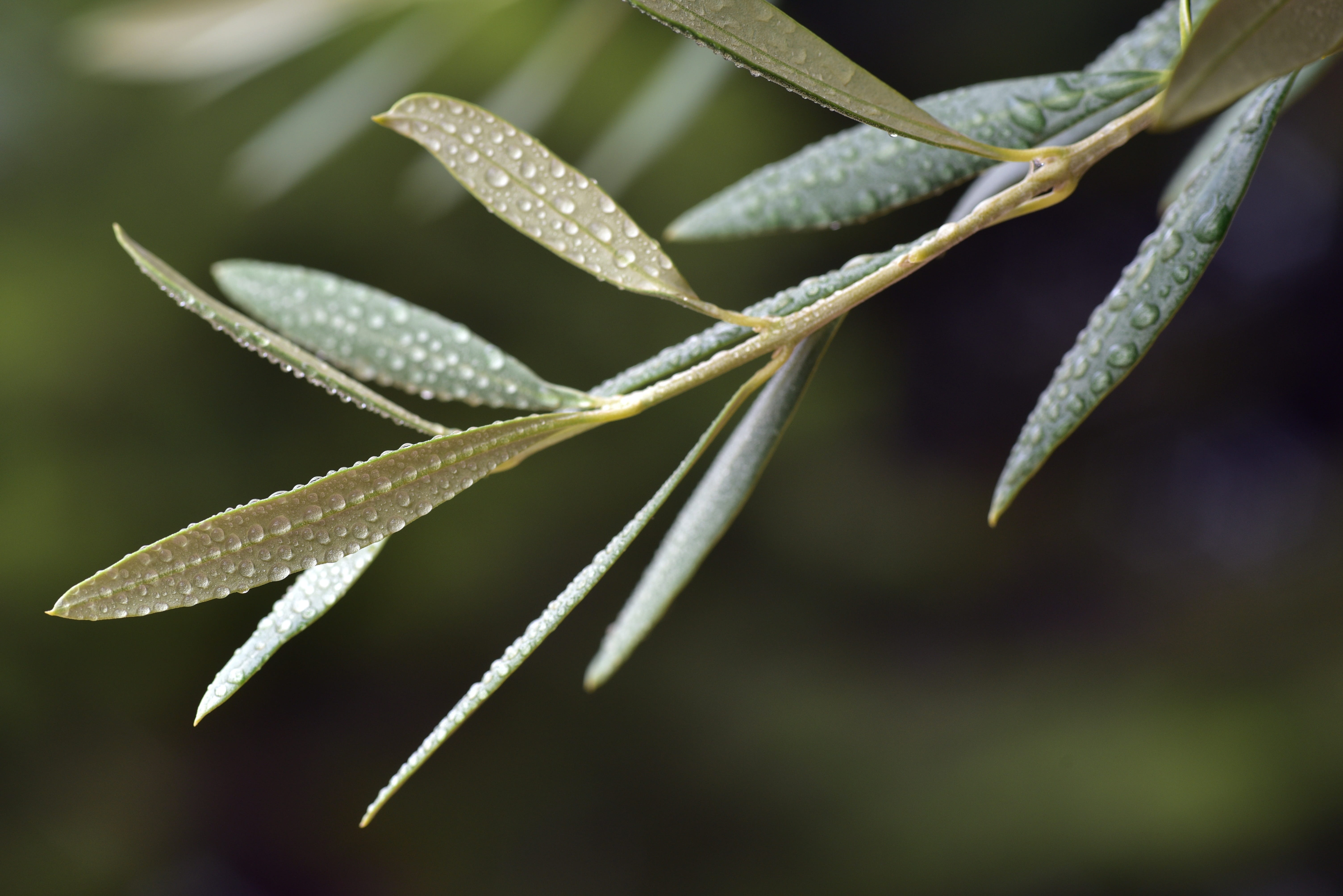 freshness, plant, leaves, drop, no people, drop of water, day, close up, drip, flower, outdoors, olive branch, pointed, beauty in nature, dewdrop, close-up, HD Wallpaper
