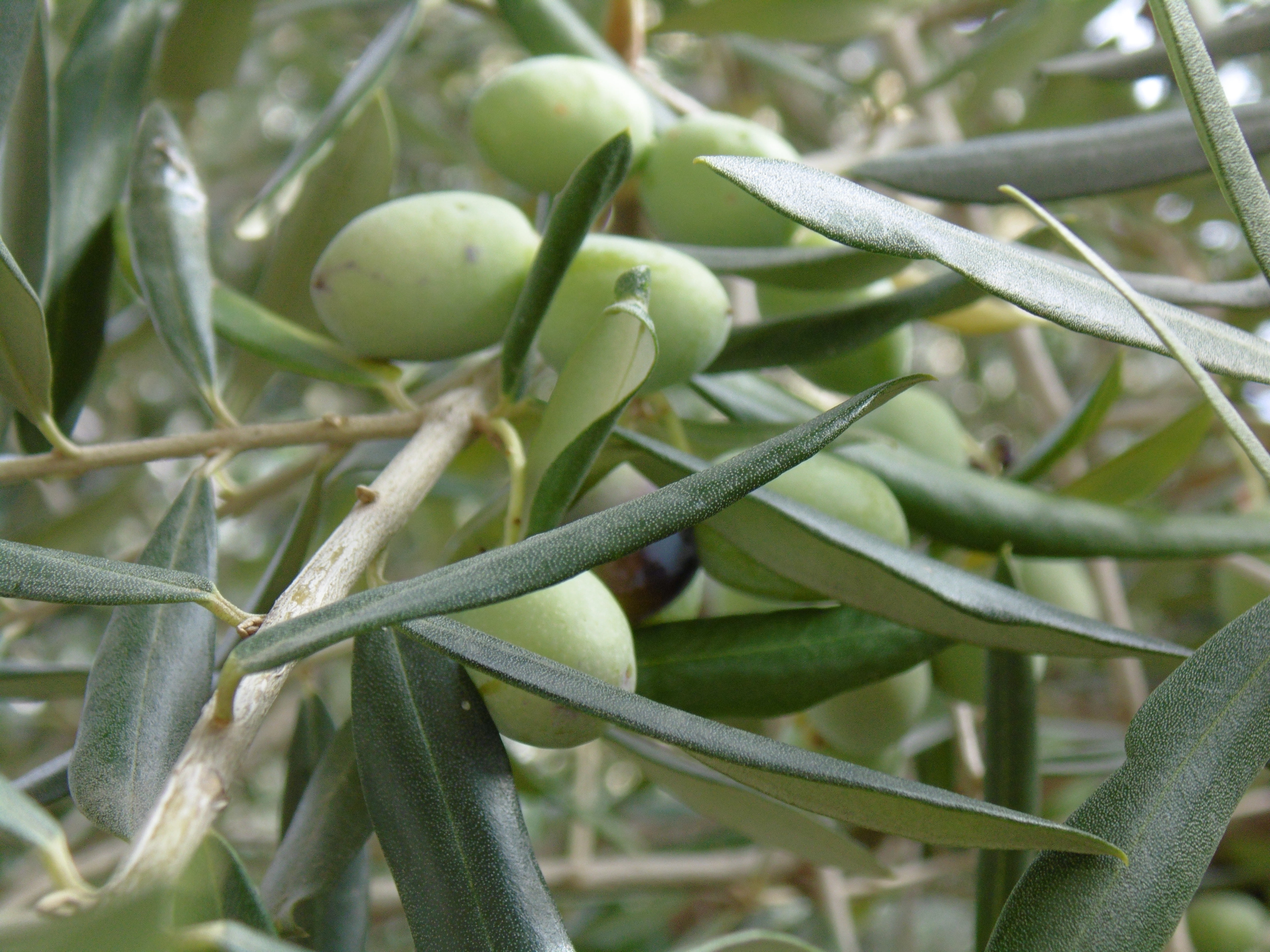 oval, plants, beauty in nature, vegetable, branch, healthy eating, no people, branches, green olives, green color, olive tree, plant part, food, leaves, HD Wallpaper