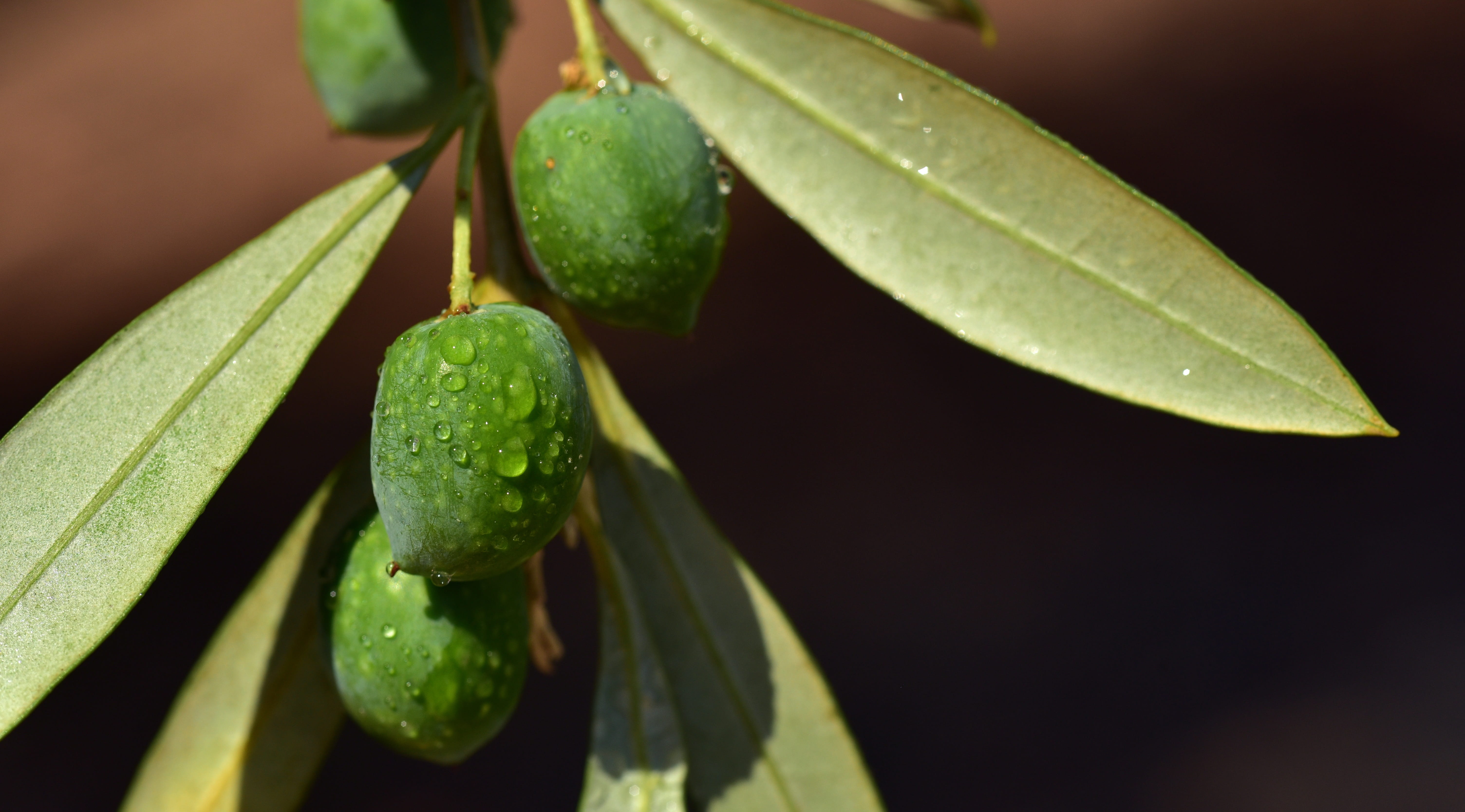 land, water, fruit, nature, fruits, 5K, olive tree, food and drink, branch, food, oelfrucht, focus on foreground, fresh, wellbeing, plant, freshness, leaf, HD Wallpaper