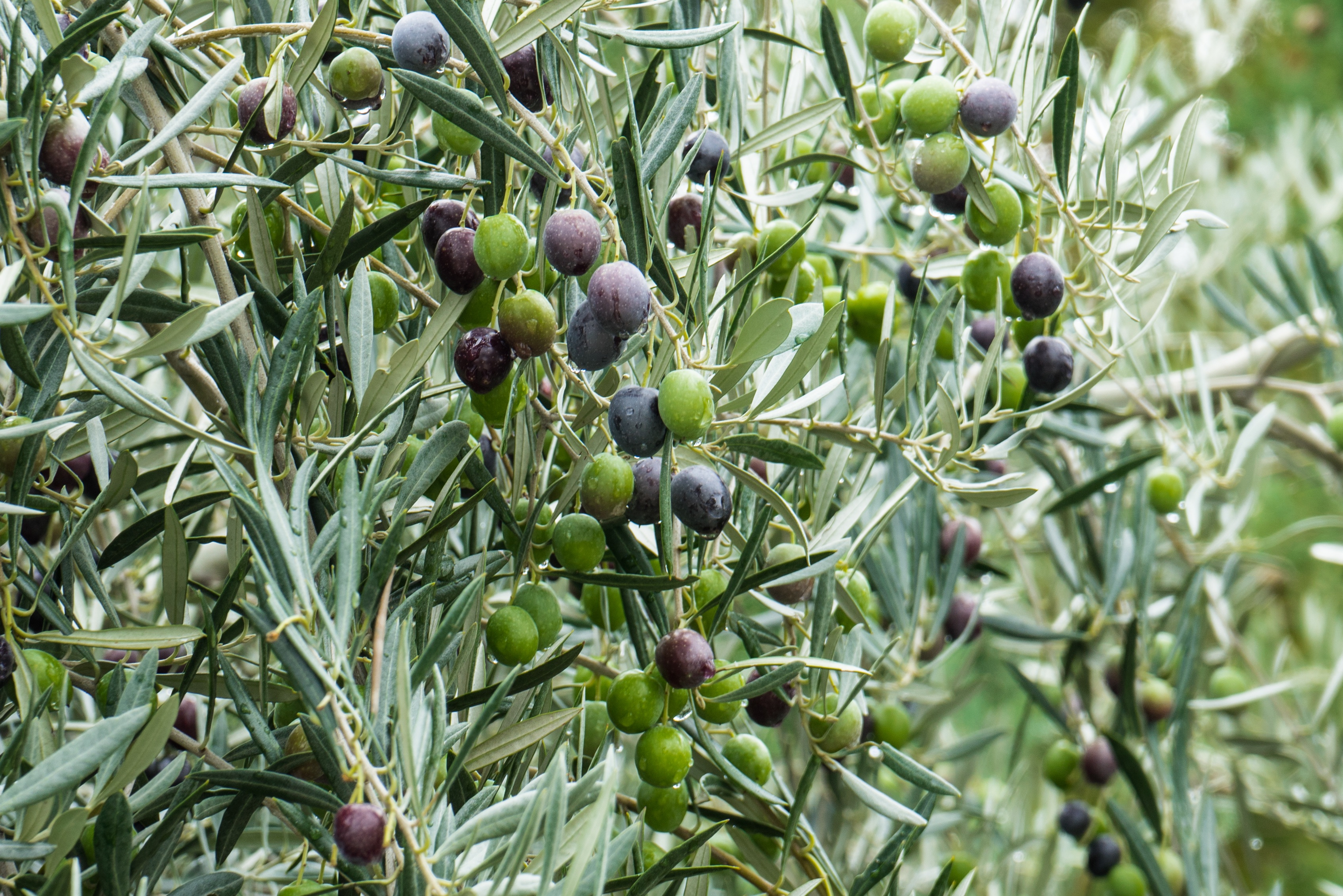 healthy eating, oil, harvest, fruit, day, olive tree, growth, wellbeing, close-up, ripe, olivas, olive, freshness, plants, tree, beauty in nature, branch, HD Wallpaper
