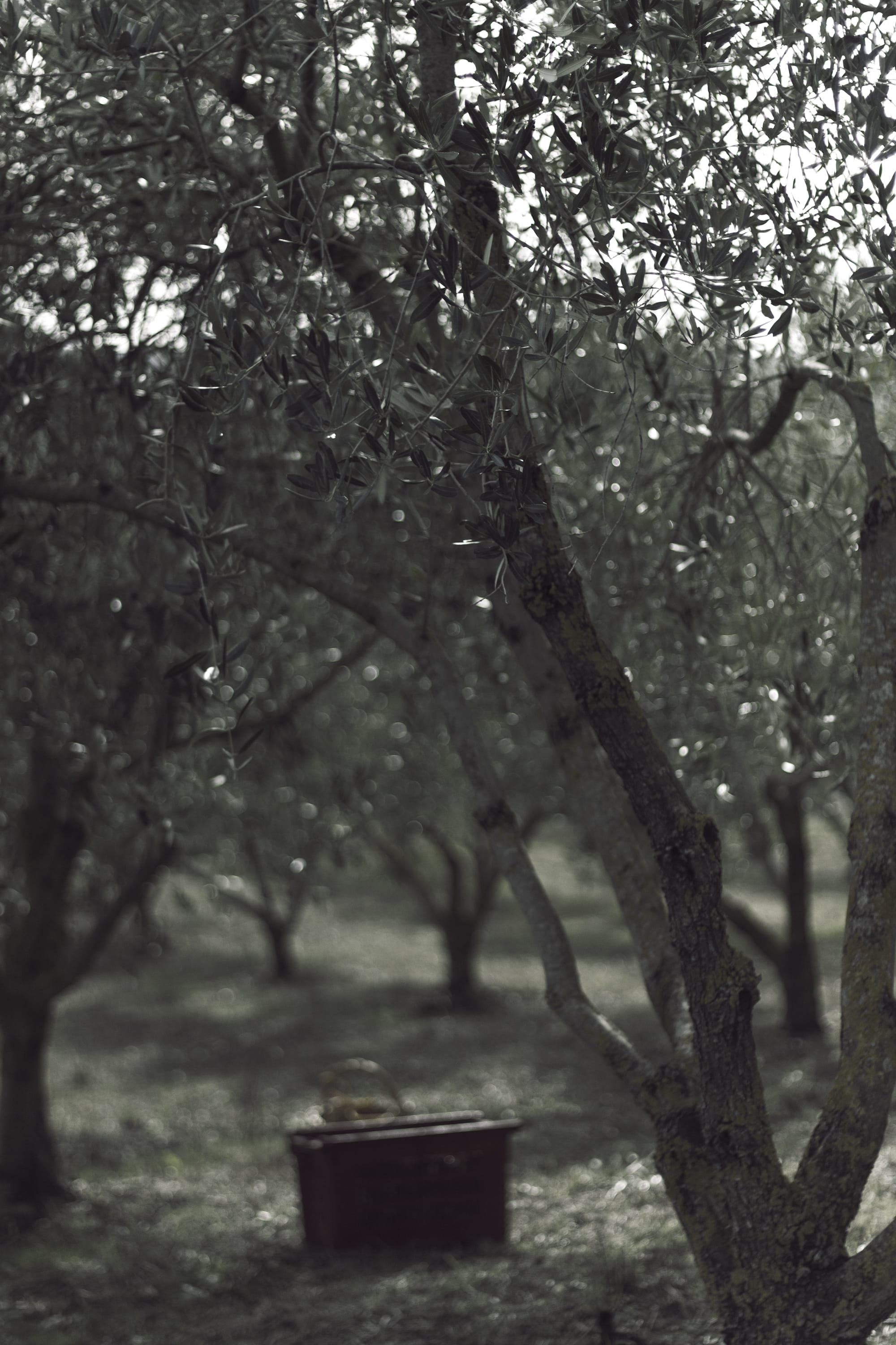 selective focus, olive, tranquil scene, plant, tree trunk, tuscany, day, focus on foreground, tree, green, olive harvest, 2K, branch, forest, olives, italy, Phone HD Wallpaper