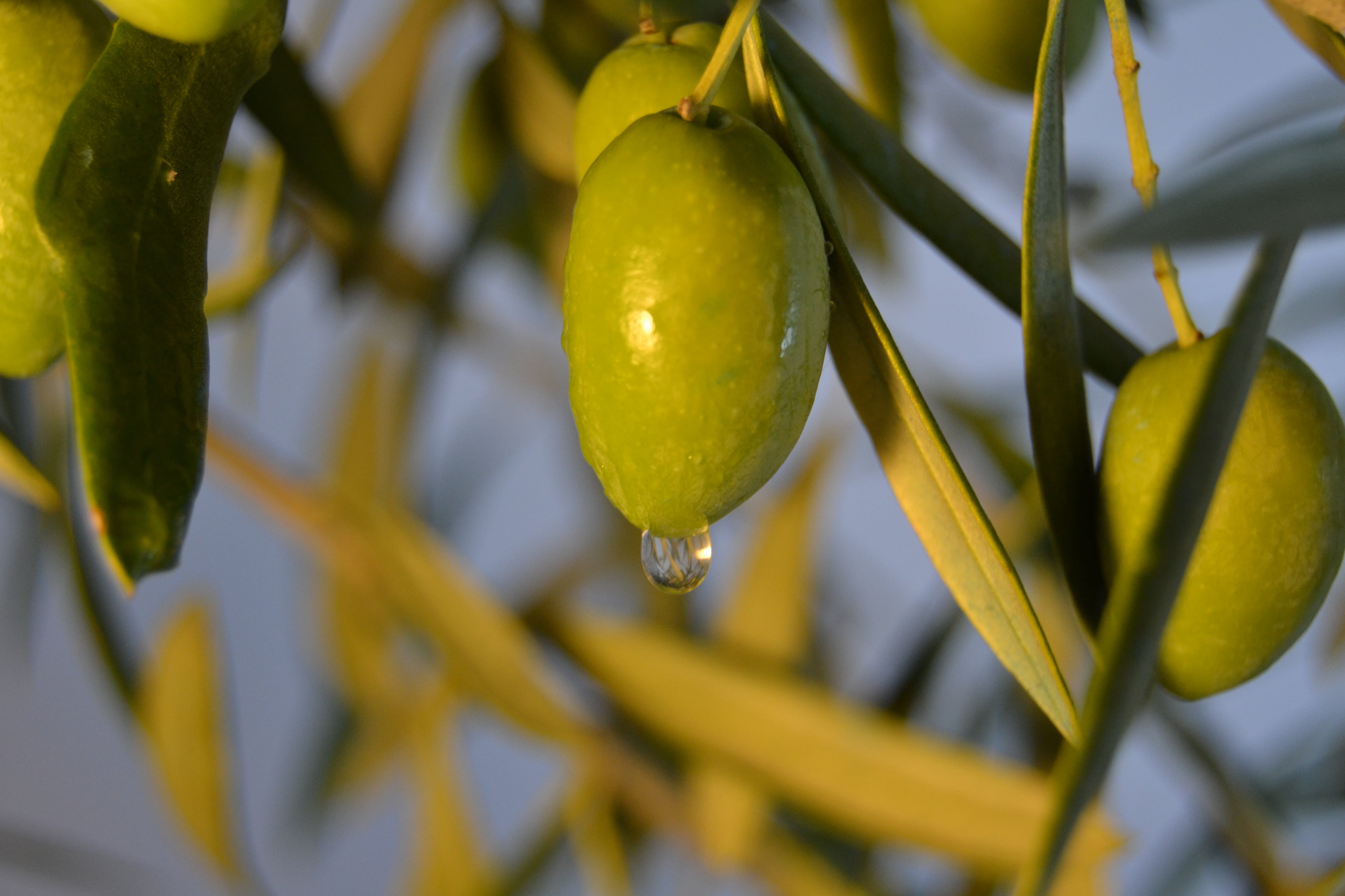outdoors, earth, organic, food and drink, 4K, agriculture, andalusia, healthy eating, hanging, closeup, tree, green, oil, freshness, beauty in nature, HD Wallpaper