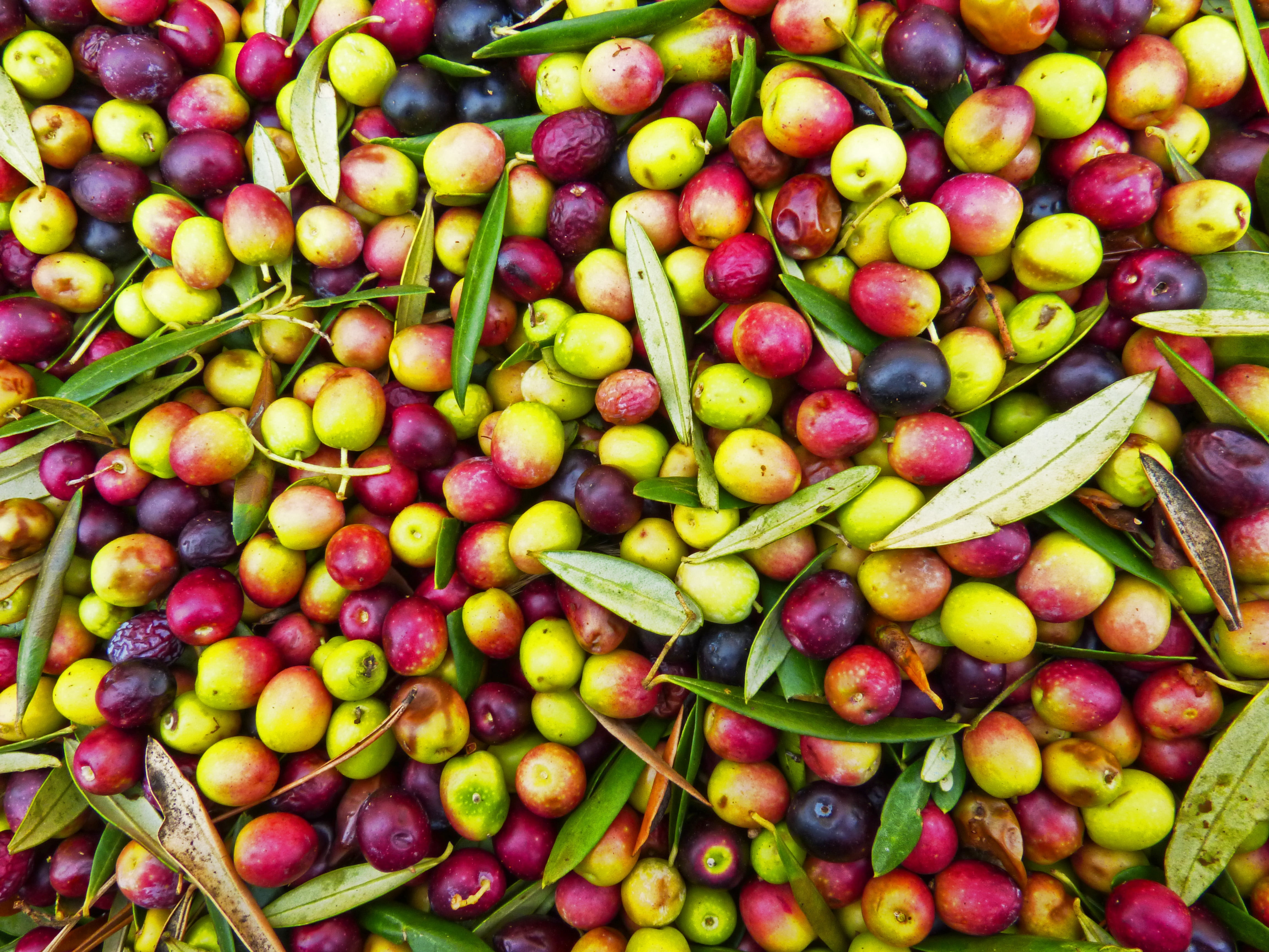 lot, olivas, retail, high angle view, day, market stall, no people, street market, fruit, large group of objects, harvest, organic, arbequina, freshness, HD Wallpaper