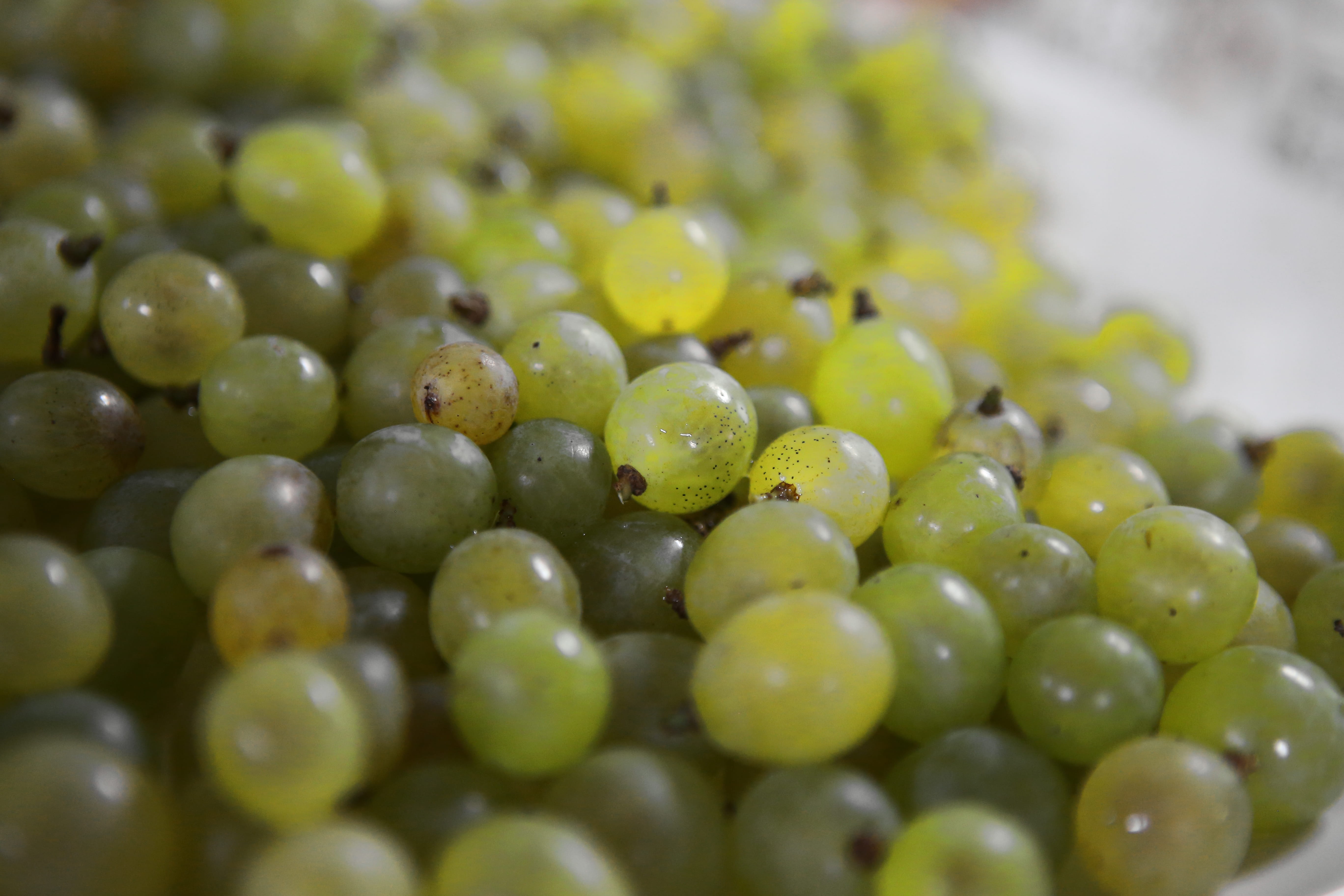 ripe, fruit, harvesting, selective focus, large group of objects, close-up, organic, abundance, if acid, still life, healthy eating, green olive, ceongpodo, HD Wallpaper