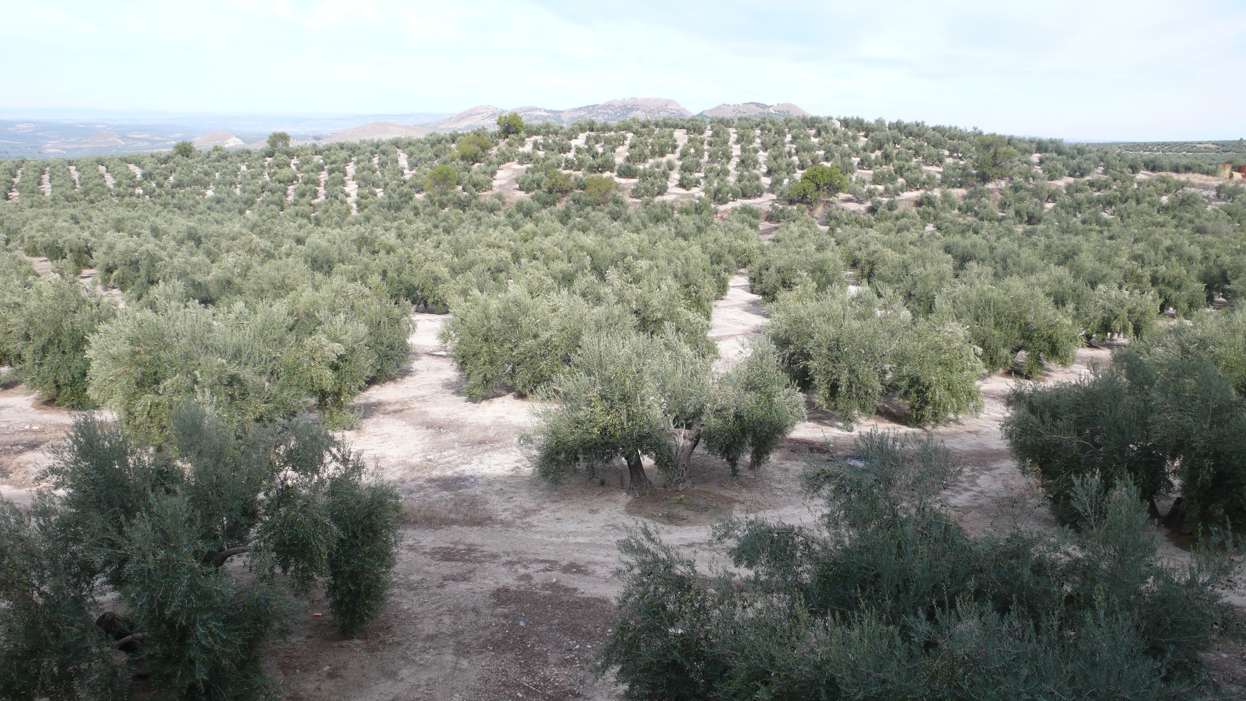high angle view, tranquil scene, 4K, tree, non-urban scene, growth, land, autumn, green color, arid climate, harvest, olive, nature, plant, field, no people, HD Wallpaper