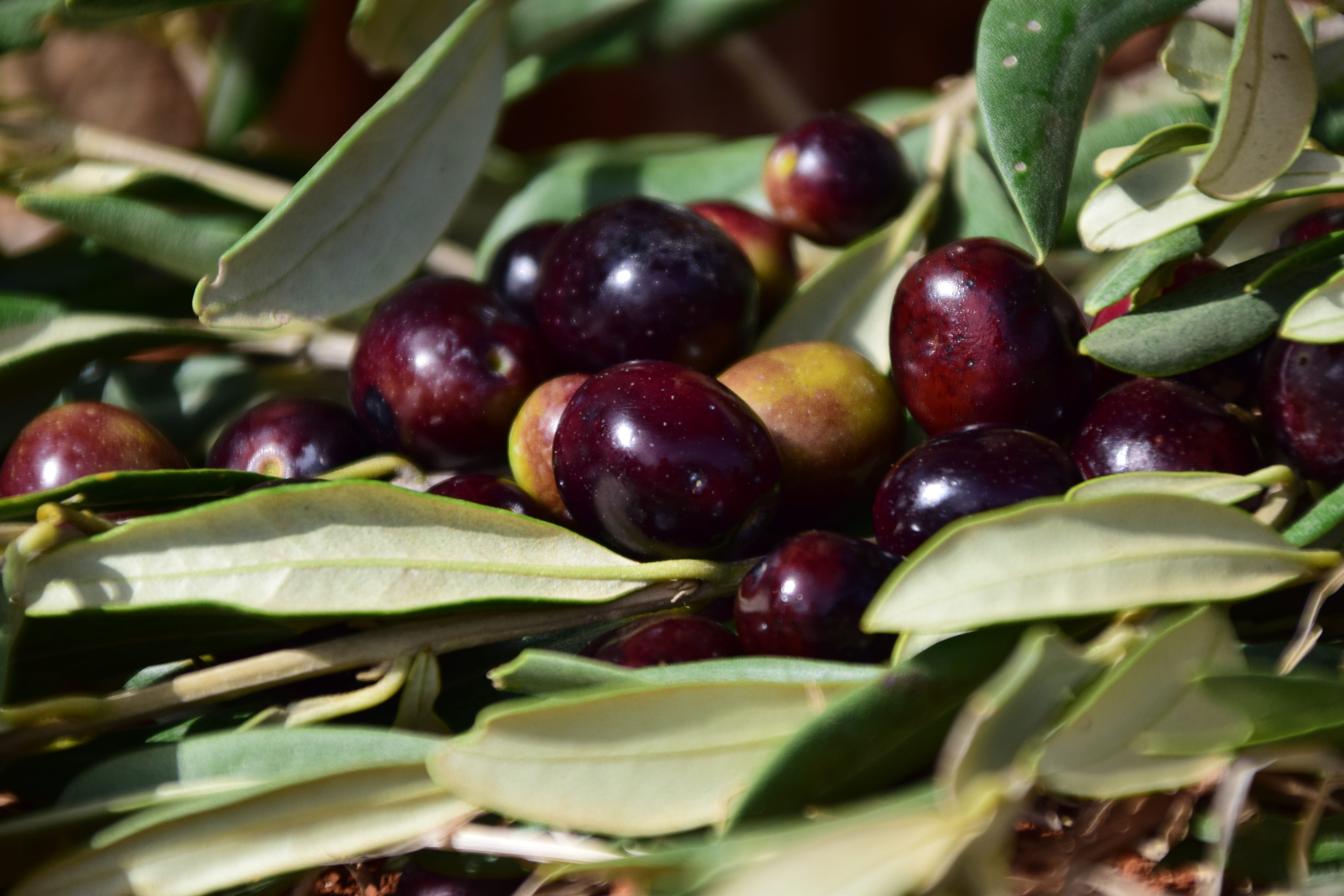leaf, green color, eat, no people, drupes, Black, healthy eating, freshness, Black Olives, food and drink, food, selective focus, growth, outdoors, ripe, HD Wallpaper