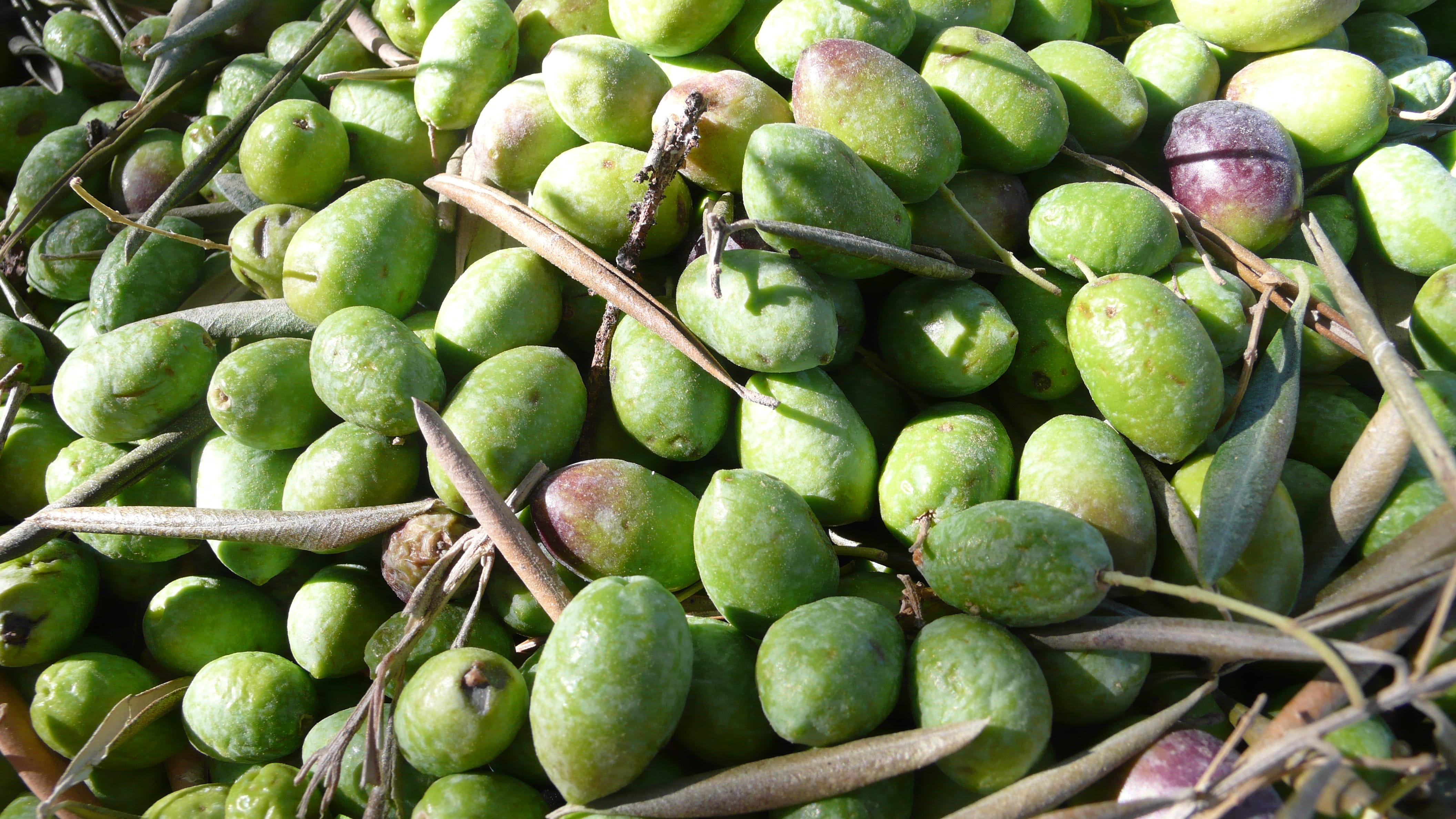 Olive, autumn, high angle view, for sale, organic, abundance, harvesting, large group of objects, food, Olives, fruit, wellbeing, retail, freshness, outdoors, HD Wallpaper