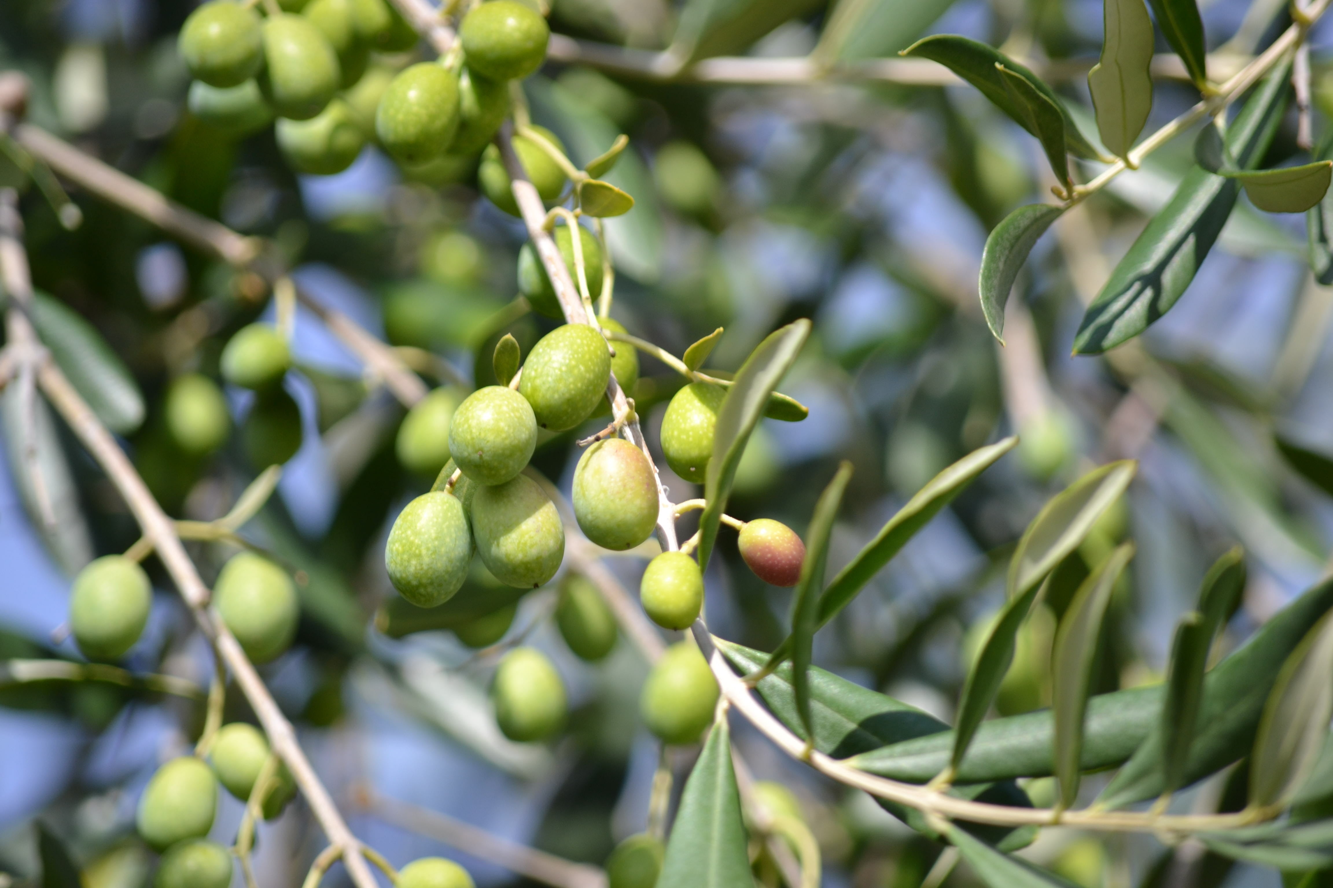 outdoors, plant part, 4K, healthy eating, green color, plant, day, harvesting olives, ripe, no people, oliva, cultivate, green, green olive, leaf, fruit, HD Wallpaper