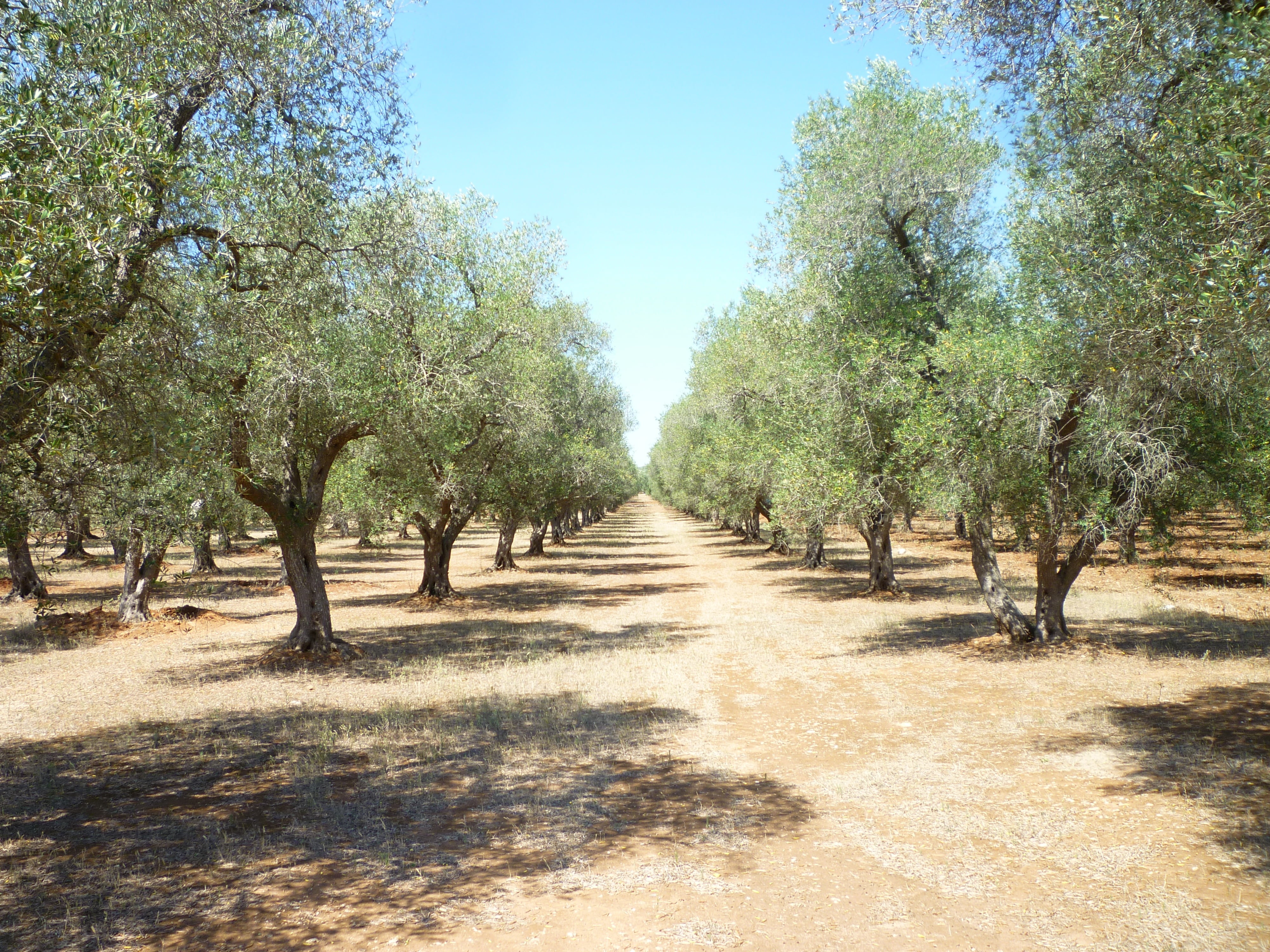 field, agriculture, land, sky, outdoors, olive grove, olive branch, tree, clear sky, the way forward, beauty in nature, treelined, cultivate, oliva, scenics - nature, HD Wallpaper