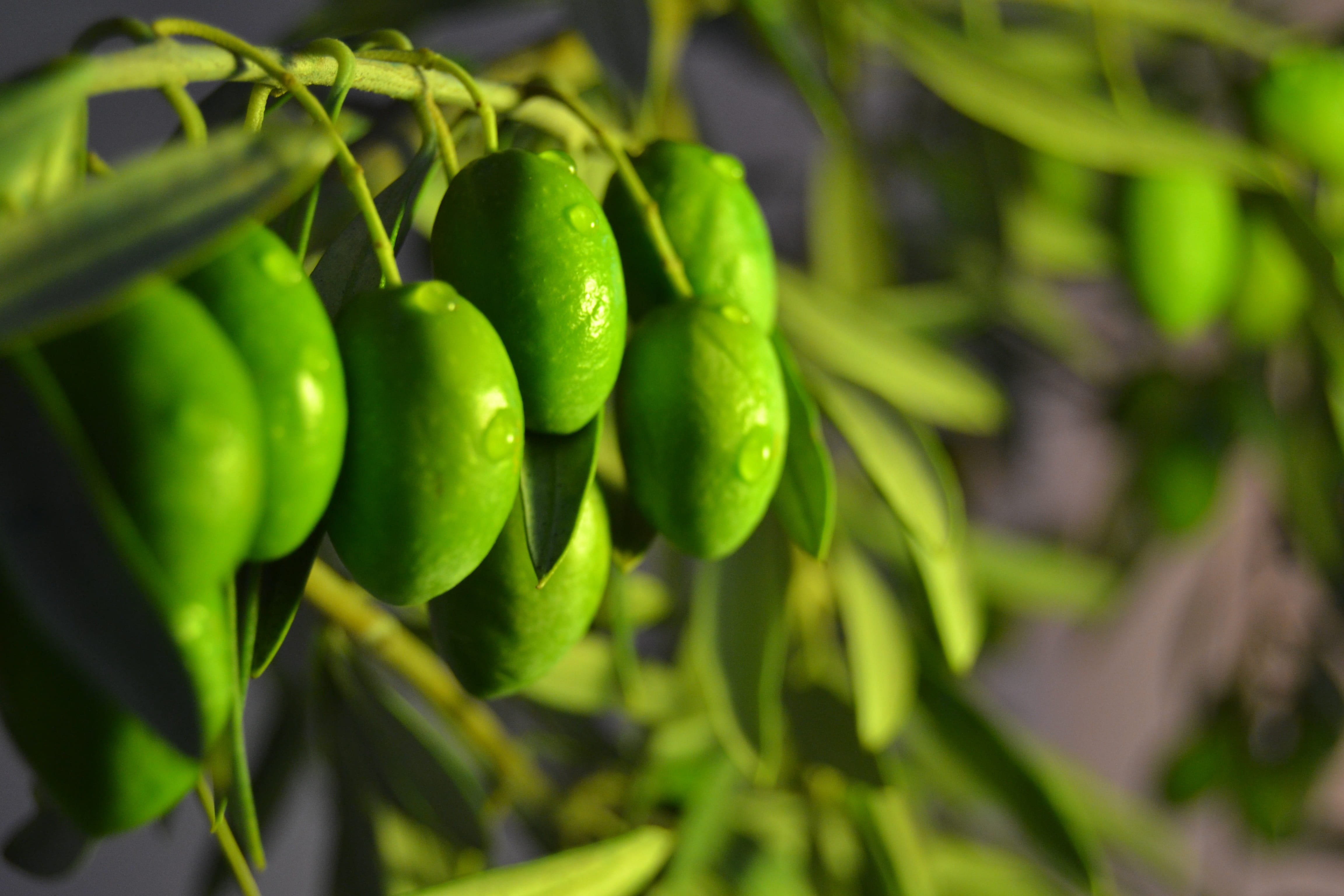 selective focus, no people, raw food, Olive, outdoors, healthy eating, growth, vegetable, Harvest, Oil, plant part, agriculture, 4K, Earth, focus on foreground, HD Wallpaper