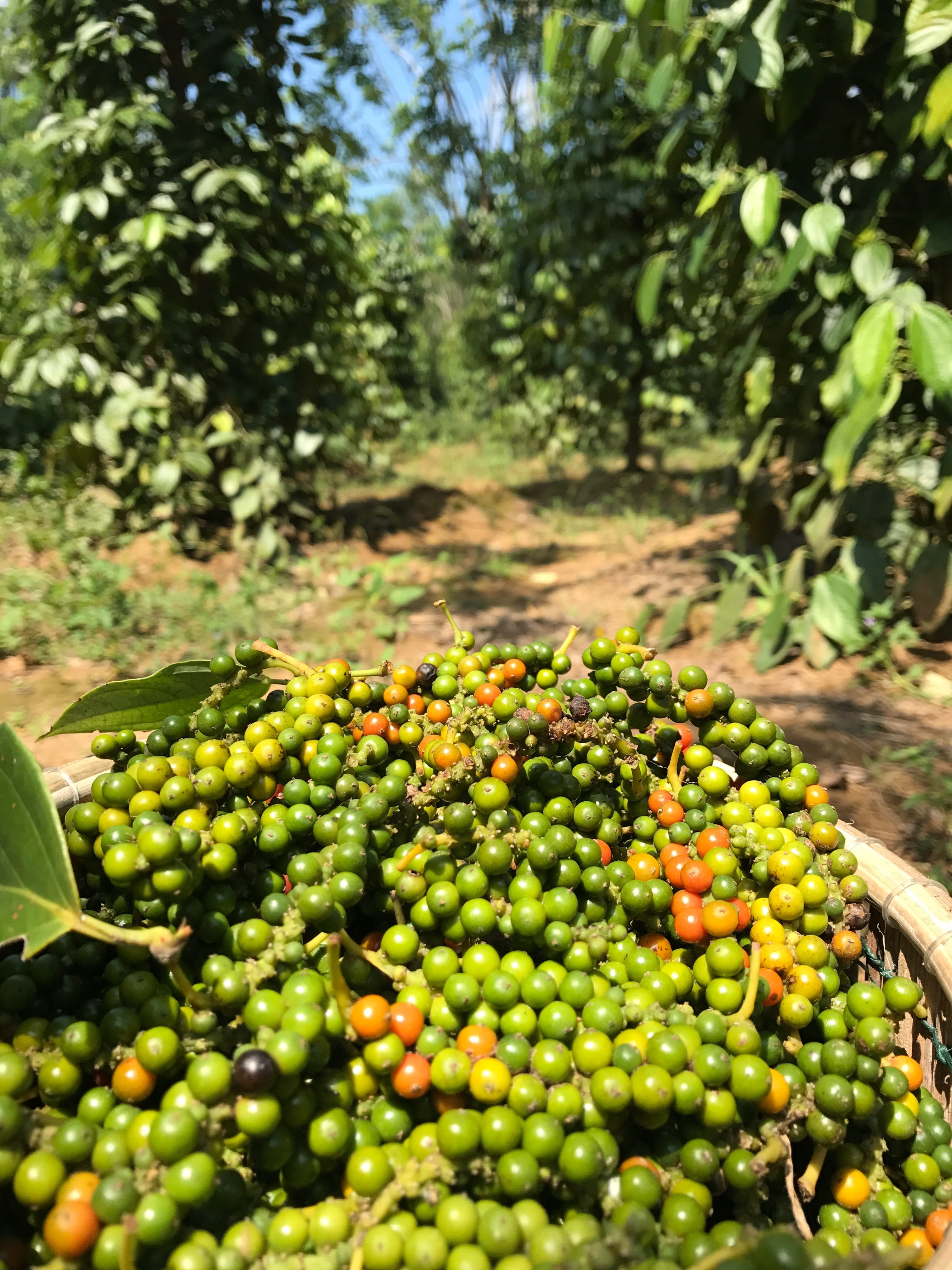 plant, food and drink, container, freshness, ripe, healthy eating, no people, outdoors, tree, organic, peppercorn, focus on foreground, land, pepper, green color, Phone HD Wallpaper