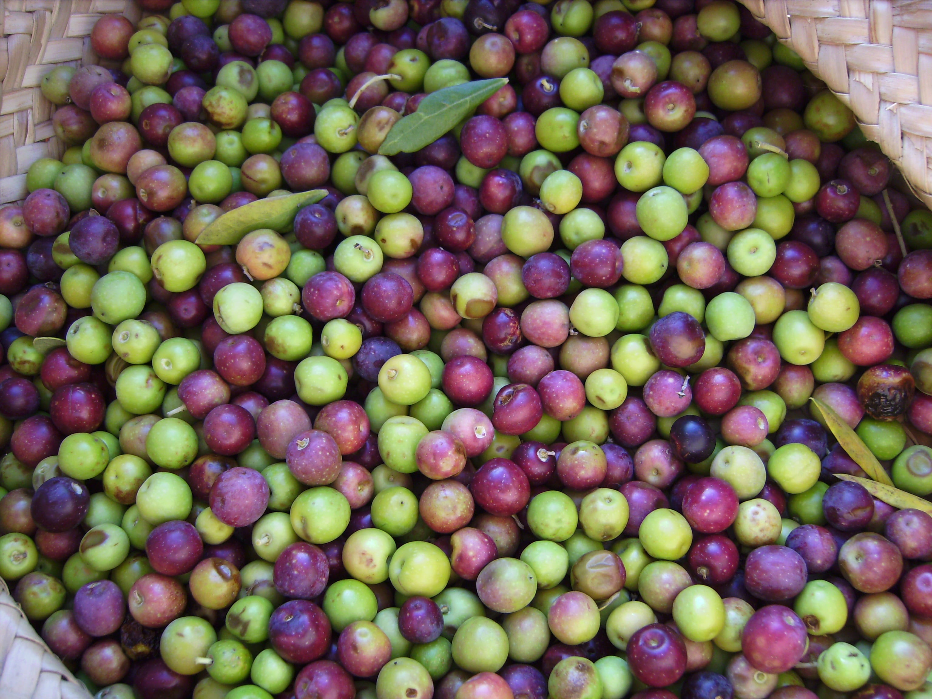 close-up, business, horticulture, green color, arbequina, Pick, high angle view, food, fruit, wellbeing, food and drink, day, bunch, white, california, HD Wallpaper